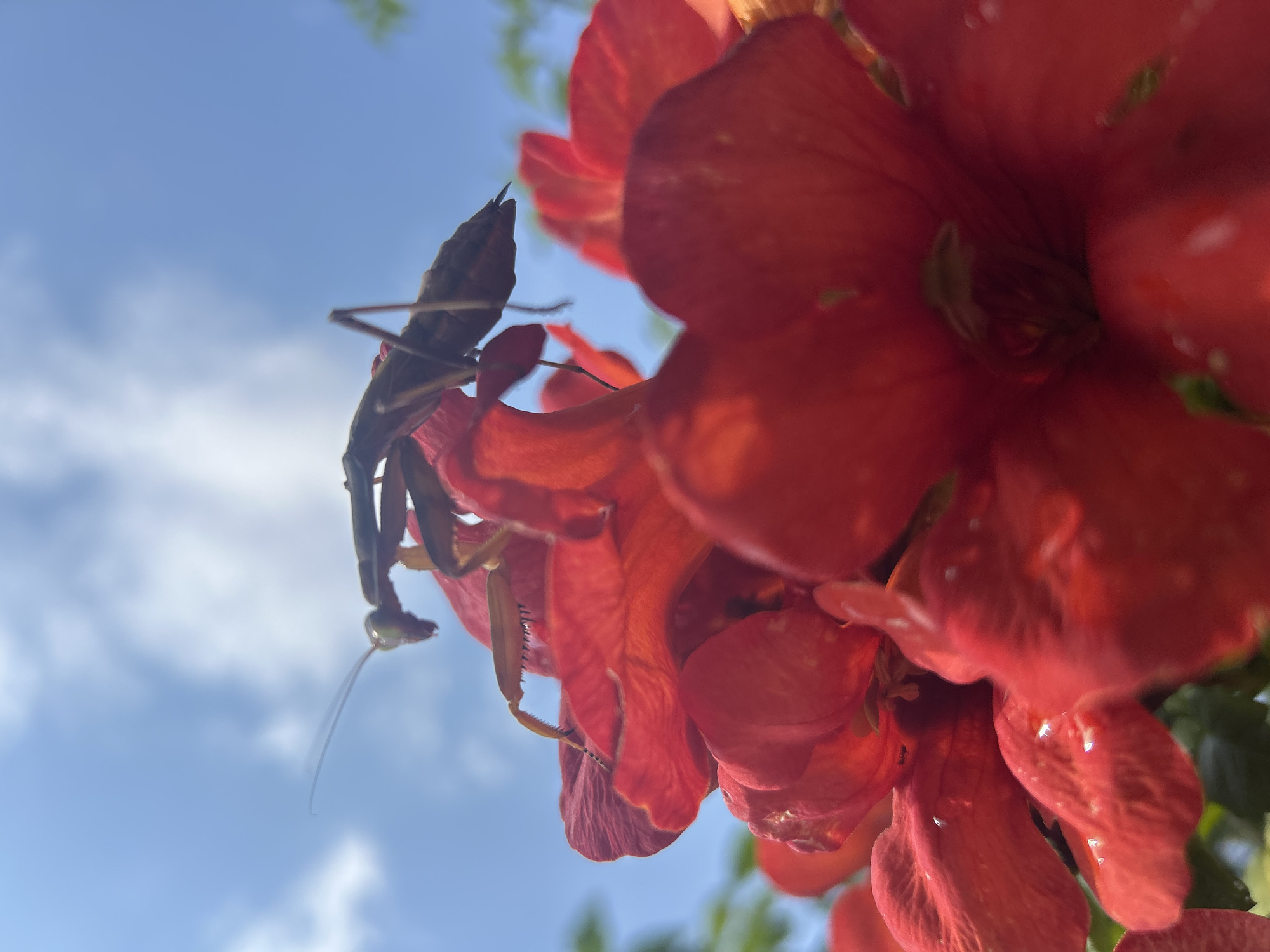 A praying mantis is perched on bright red trumpet-shaped flowers, with a blue sky and scattered white clouds visible in the background. The image is a close-up shot, taken from a low angle, emphasizing the insect and the vibrant colors of the flowers. The lighting suggests it is daytime. There is no indication of the location being Krasnodar, Russia.