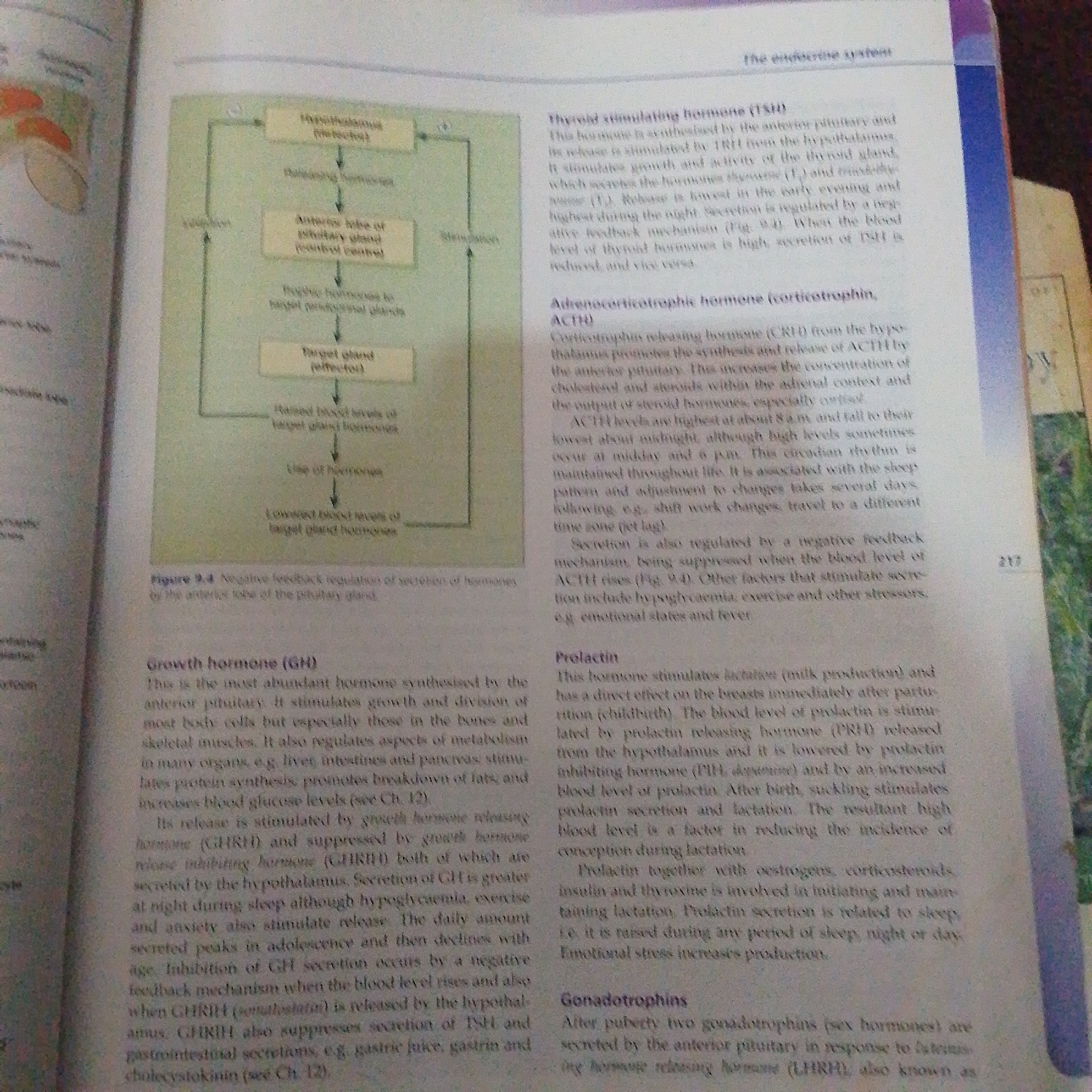 The image displays an open textbook with text and diagrams related to the endocrine system. The primary subject matter is biological information about hormones and their regulation within the human body.
On the left side of the page, a diagram illustrates the negative feedback regulation of hormone secretion by the anterior pituitary gland. This diagram consists of labeled boxes representing different parts of the hormonal feedback loop, such as the hypothalamus, anterior pituitary, target gland, and effectors, connected by arrows indicating the flow of signals. There is also text describing "Growth hormone (GH)".
The right side of the page features descriptive text about various hormones, including "Thyroid stimulating hormone (TSH)", "Adrenocorticotropic hormone (corticotrophin, ACTH)", "Prolactin", and "Gonadotrophins". The text explains the synthesis, release, regulation, and functions of these hormones.
The overall setting appears to be an educational environment, likely a classroom or study area, as indicated by the textbook format. There are no people, specific weather conditions, or time of day cues visible within the image itself. The focus is entirely on the printed content and the biological diagrams presented. The text includes labels for figures, hormone names, and scientific terminology. There is a page number "217" visible on the right side.