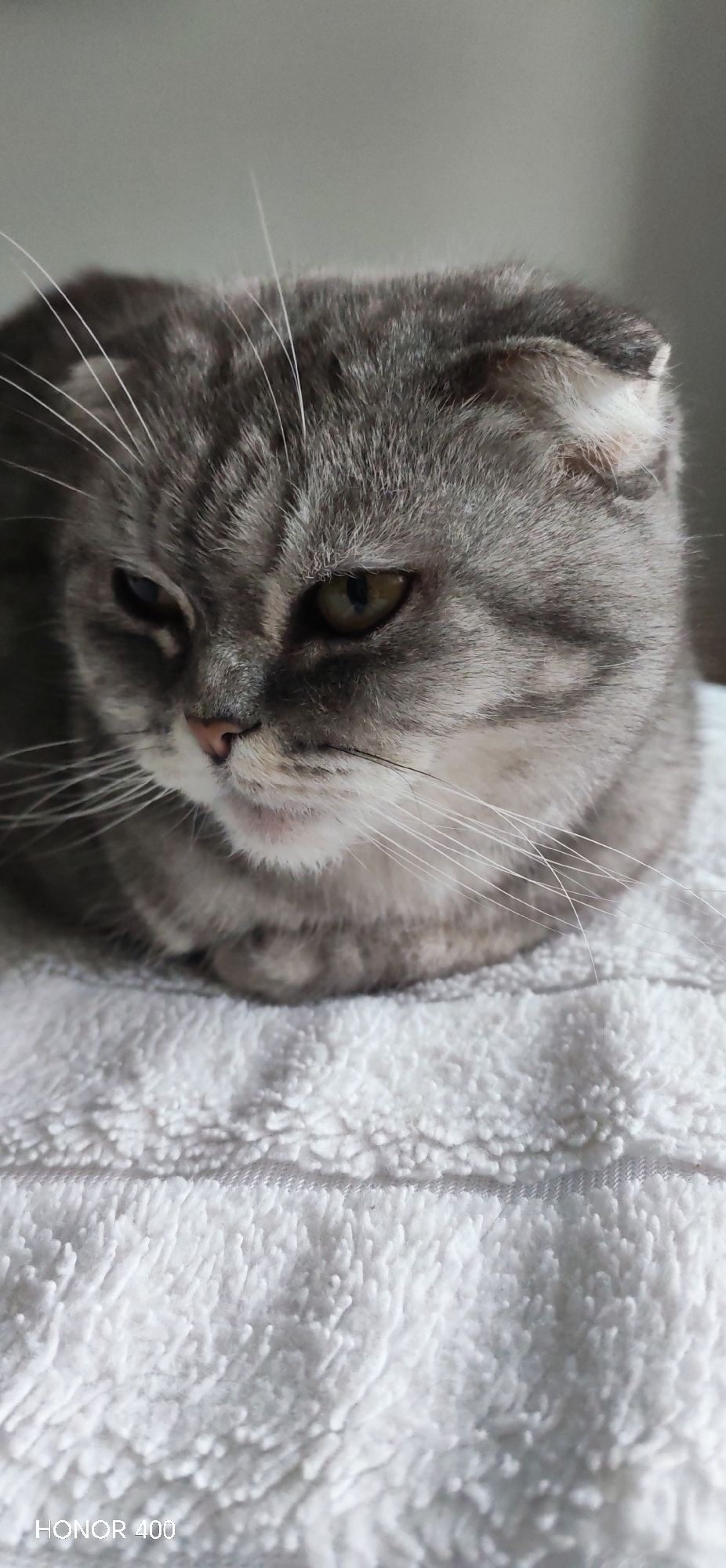 A grey, tabby Scottish Fold cat is resting on a white, fluffy towel. The cat is facing slightly to the left, with its eyes partially closed. The background is a plain, light color. The words "HONOR 400" are at the bottom left corner of the image. The image was probably taken indoors with diffused natural light. There is nothing to suggest the location is Noviy, Russia.