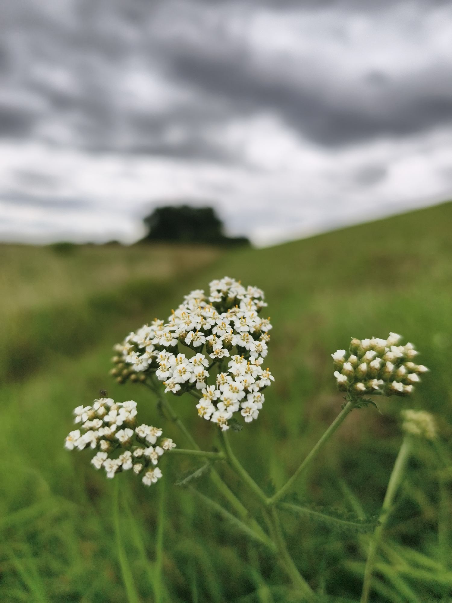 A close-up shot focuses on a cluster of small white flowers with yellow centers, likely yarrow, growing in a grassy field. The flowers are in sharp focus in the foreground, with their delicate petals and stamen clearly visible. To the right, another cluster of unopened buds suggests new growth. Behind the flowers, a lush green meadow slopes upward towards a distant, dark green tree silhouetted against a dramatic, overcast sky. The clouds are heavy and gray, indicating a potentially stormy or overcast day. The overall impression is one of natural beauty, with the wild flowers and rolling hills creating a serene landscape. The image appears to be a photograph taken outdoors in a natural environment. There is no indication of any urban setting or specific location within the city of Tczew, Poland, as this information is not discernable from the visual elements present in the image.