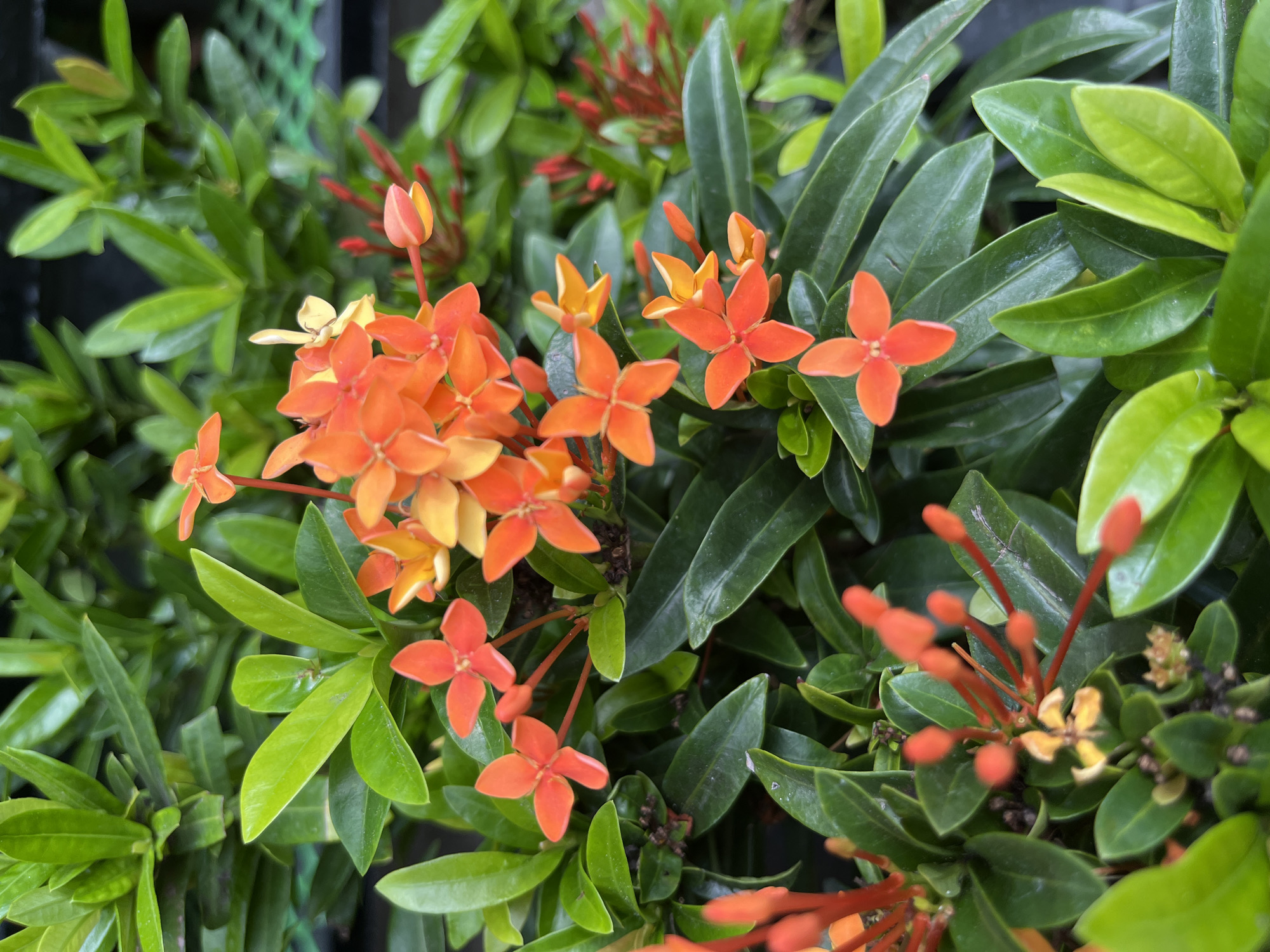 A close-up photograph depicts a cluster of orange Ixora flowers surrounded by green foliage. The flowers are in various stages of bloom, with some still in bud form and others fully open, revealing their four petals. The leaves exhibit a range of green hues, some dark and some lighter. The photograph was taken in Bac Nha Trang Ward, Vietnam.
