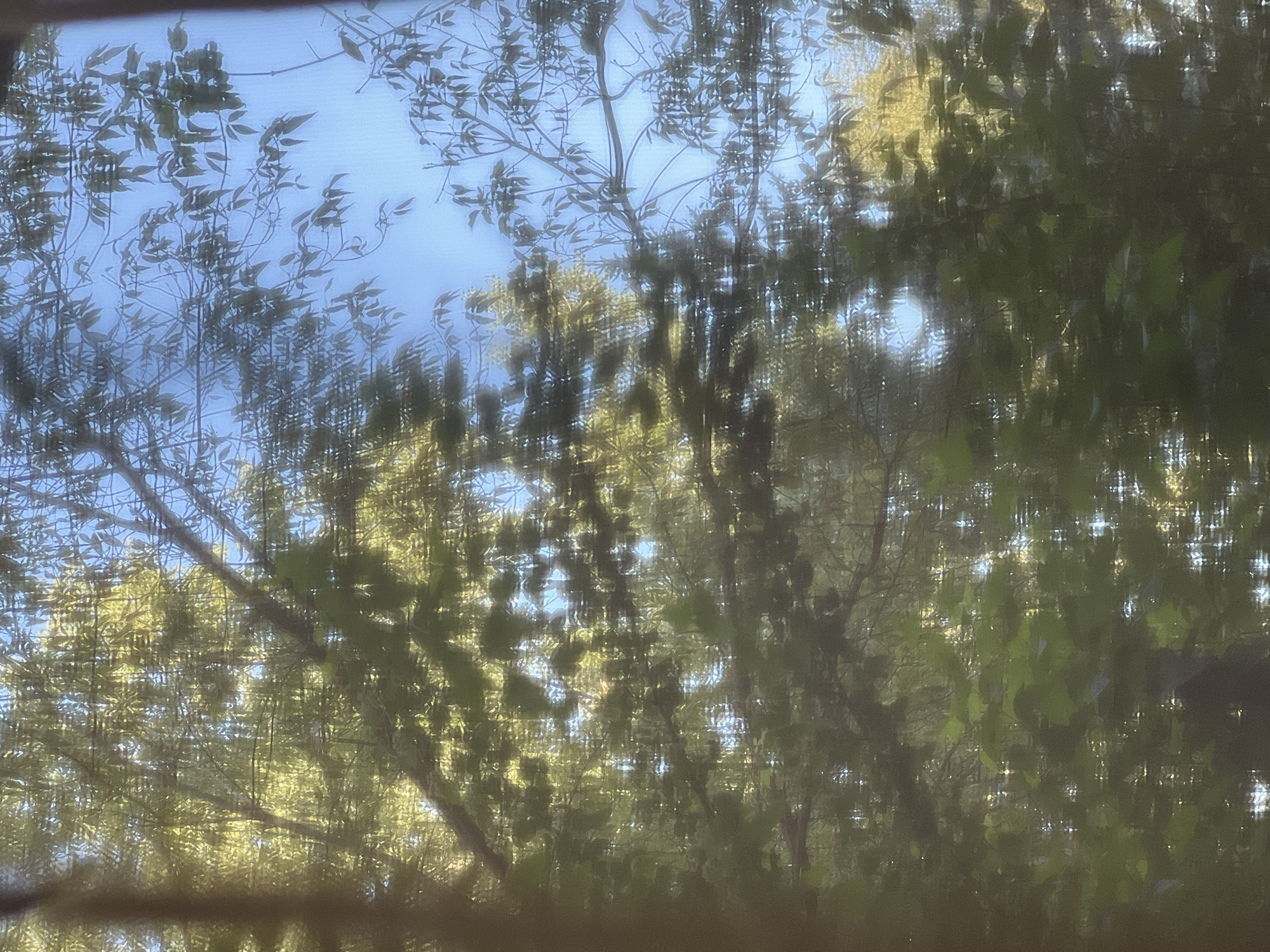 The image is a blurry, low-resolution photograph of trees and sky, taken from an interior location looking outwards. The foliage is dense, with leaves and branches obscuring much of the view. Sunlight filters through the leaves, creating dappled patterns of light and shadow. The sky is visible in patches, appearing bright blue. There are no people, animals, or man-made structures clearly visible in the image. The overall impression is one of looking through a screen or a sheer curtain at an outdoor scene. The requested location in Warsaw, Poland cannot be determined from the image.