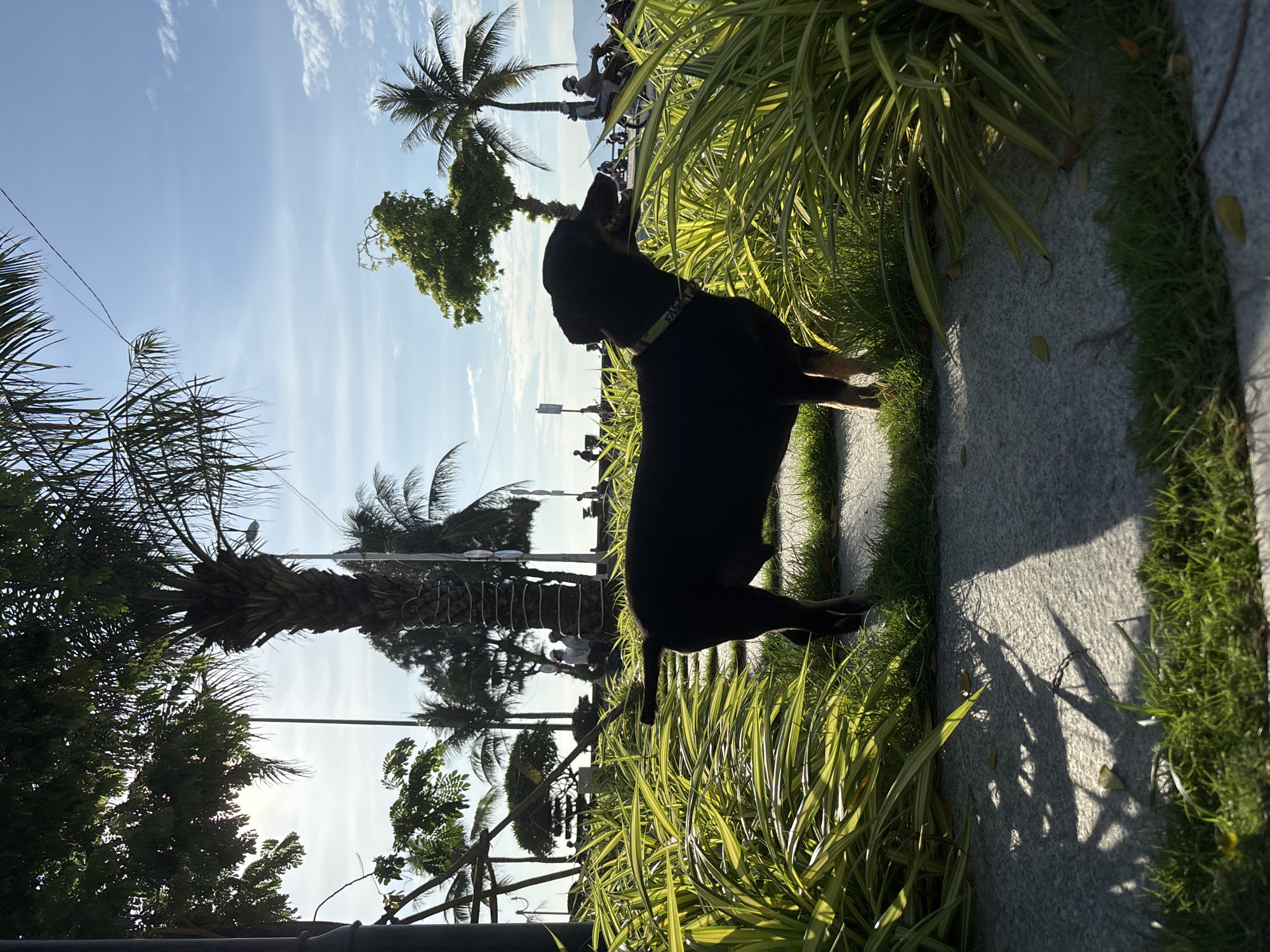 The image depicts a black dog standing in lush greenery next to a paved path. The dog is facing to the right, with its body in profile. Behind the dog, palm trees and other vegetation are visible, with a bright blue sky overhead dotted with white clouds. In the background, silhouetted figures of people and motorbikes suggest a public area, possibly a park or promenade, typical of coastal cities like Nha Trang, Vietnam. The sunlight casts distinct shadows on the ground, indicating a sunny day. The overall scene is peaceful, with the dog as the primary subject amidst a vibrant natural and urban backdrop.