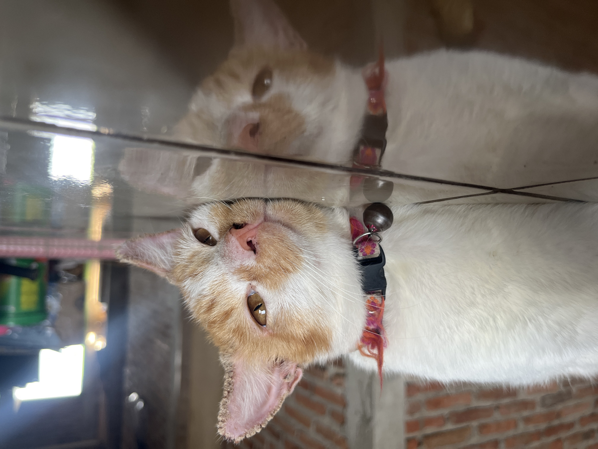 An orange and white cat is lying on its side, resting its head on a reflective tiled floor, in what appears to be a domestic setting in Karangrandu, Indonesia. The cat is wearing a red and black collar with a bell attached. The background is blurred but suggests an indoor environment with brick walls and some indistinct objects. The lighting is bright, casting a reflection of the cat on the floor.