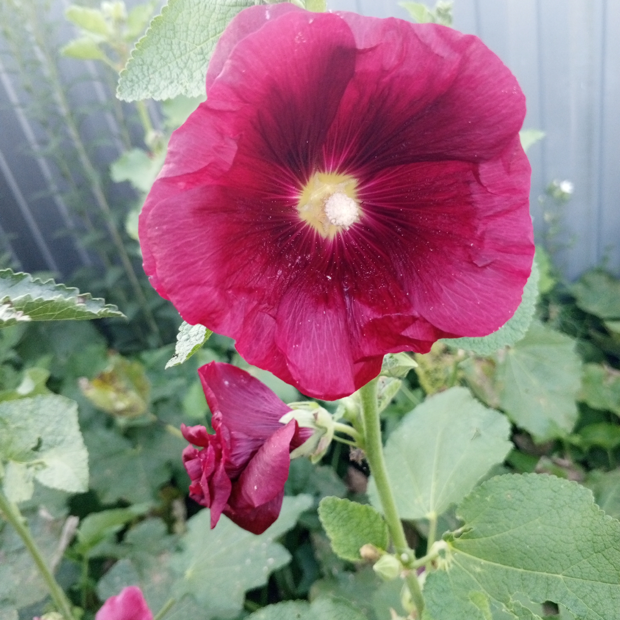The image shows a close-up of two deep red hollyhock flowers with a yellow center, one fully bloomed and the other a closed bud. The fully bloomed flower dominates the frame, its petals radiating outwards from the center. Tiny water droplets are visible on the petals. The background is a blur of green foliage and a light blue, slatted fence, suggesting an outdoor garden setting. No people are present in the image. The image is a photograph taken in Sayanogorsk, Russia.