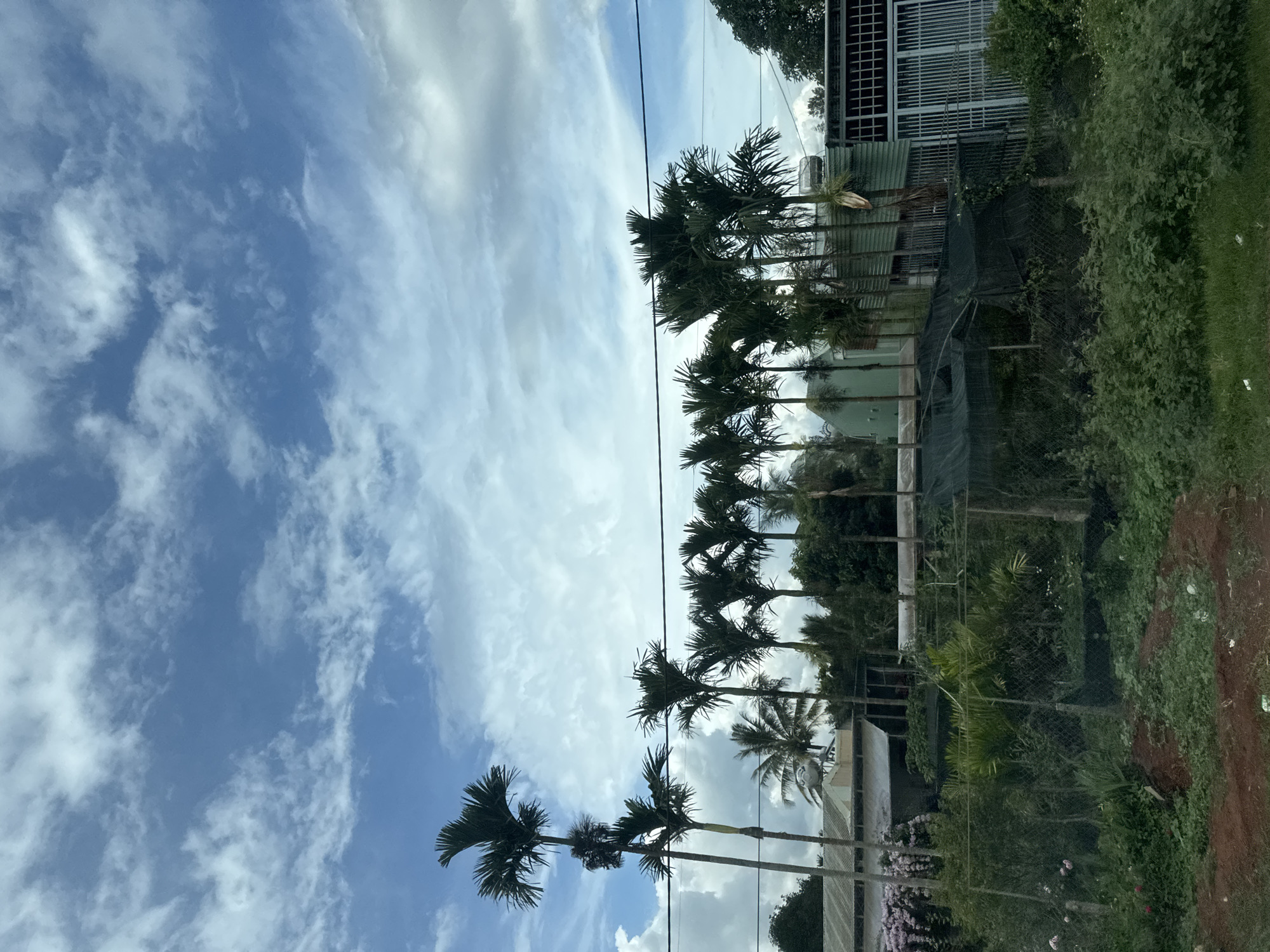 The image depicts a scene of palm trees and vegetation in front of a building and a fence, under a cloudy sky. Several tall palm trees with green fronds are visible, lined up horizontally across the frame. Behind them, a building with a metallic roof and a section with a grated facade can be seen. A dark green mesh structure, possibly a shade cloth for plants, is positioned in front of the building, and a chain-link fence separates it from the foreground. The foreground consists of dense green undergrowth and some reddish-brown soil. The sky is blue with scattered white clouds.
Based on the visual cues of the palm trees, vegetation, architecture, and the presence of power lines, this scene is consistent with a location in Chư Sê, Vietnam, a region known for its tropical climate and lush greenery. The image captures a typical rural or semi-urban landscape in such an environment. There are no people or animals visible in the image. The overall impression is one of a tranquil, somewhat overgrown, outdoor setting.