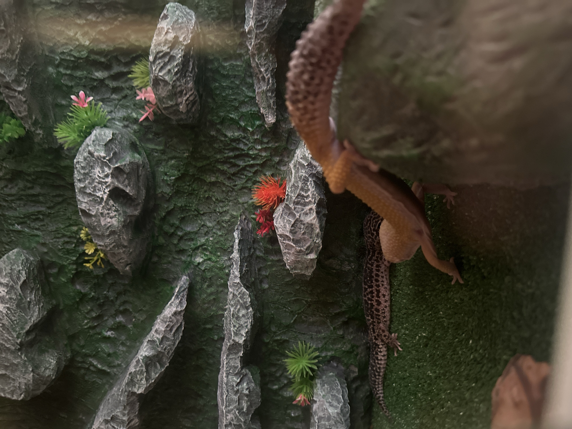 The image displays an artificial reptile habitat, most likely an indoor terrarium, rendering a specific public location within Moscow, Russia, unidentifiable. The environment is constructed with a dark green, textured background resembling moss-covered rock, from which numerous grey artificial rock ledges protrude. These ledges are interspersed with various artificial flora, including small green spiky plants, pink flowers, yellow flowers, and a distinct red coral-like plant.
In the lower left section of the frame, a leopard gecko (Eublepharis macularius) is observed resting horizontally on a green artificial turf substrate. This gecko exhibits a patterned skin with dark spots on a lighter tan body.
To the right, partially in the foreground, a second leopard gecko, lighter in coloration (tan/orange), is positioned, actively climbing over a large, smooth, rounded artificial rock that dominates the lower right portion of the scene. Its visible features include a speckled tail, hind limbs, and part of its body, indicating movement. No direct interaction between the two geckos is evident.