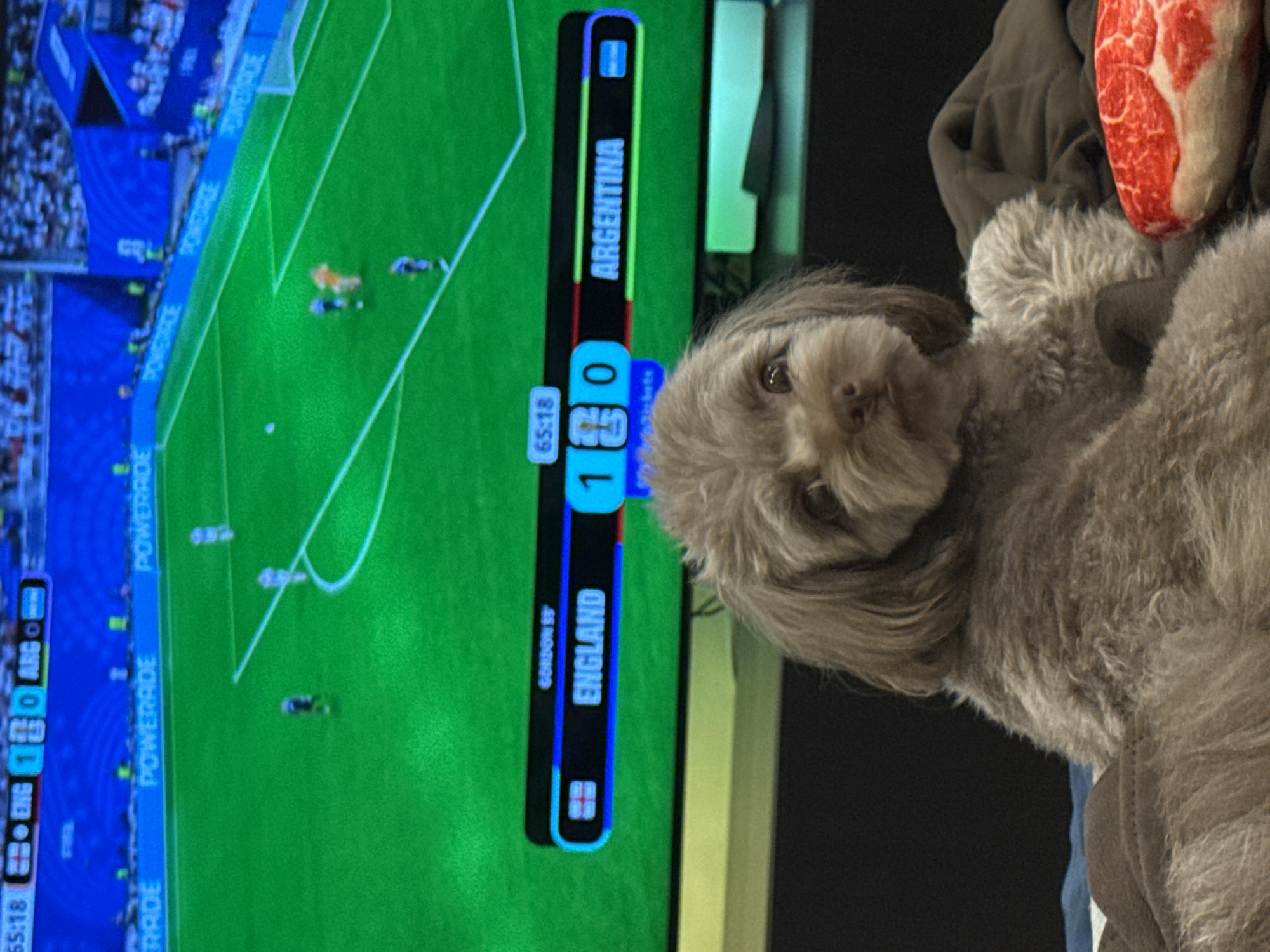 This is a medium shot, eye-level photograph taken from a slightly low angle of a shaggy, light brown poodle-mix dog sitting on a couch in front of a television screen. The dog's head is tilted slightly to the left, and it is looking directly at the camera with a curious expression. Its fur is somewhat disheveled, and its ears are long and floppy. The dog is positioned in the foreground, occupying the lower half of the frame.
Behind the dog, the television screen displays a soccer match. A score graphic is visible at the bottom of the screen, showing "ENGLAND 1" and "ARGENTINA 0". The time displayed is "65:18". The soccer field is green, with white lines marking the boundaries and penalty areas. Several blurred figures of soccer players can be seen on the field. The background of the stadium seating is mostly out of focus and appears to be blue with some white elements. Advertisements for "POWERADE" are visible along the blue stadium wall.
To the right of the dog, a piece of object with red and white marbling, resembling a raw cut of meat, is visible on the couch. The overall environment suggests a home setting, likely a living room, where someone is watching a soccer game with their pet.
The photograph was taken in the city of Khimki, Russia.
