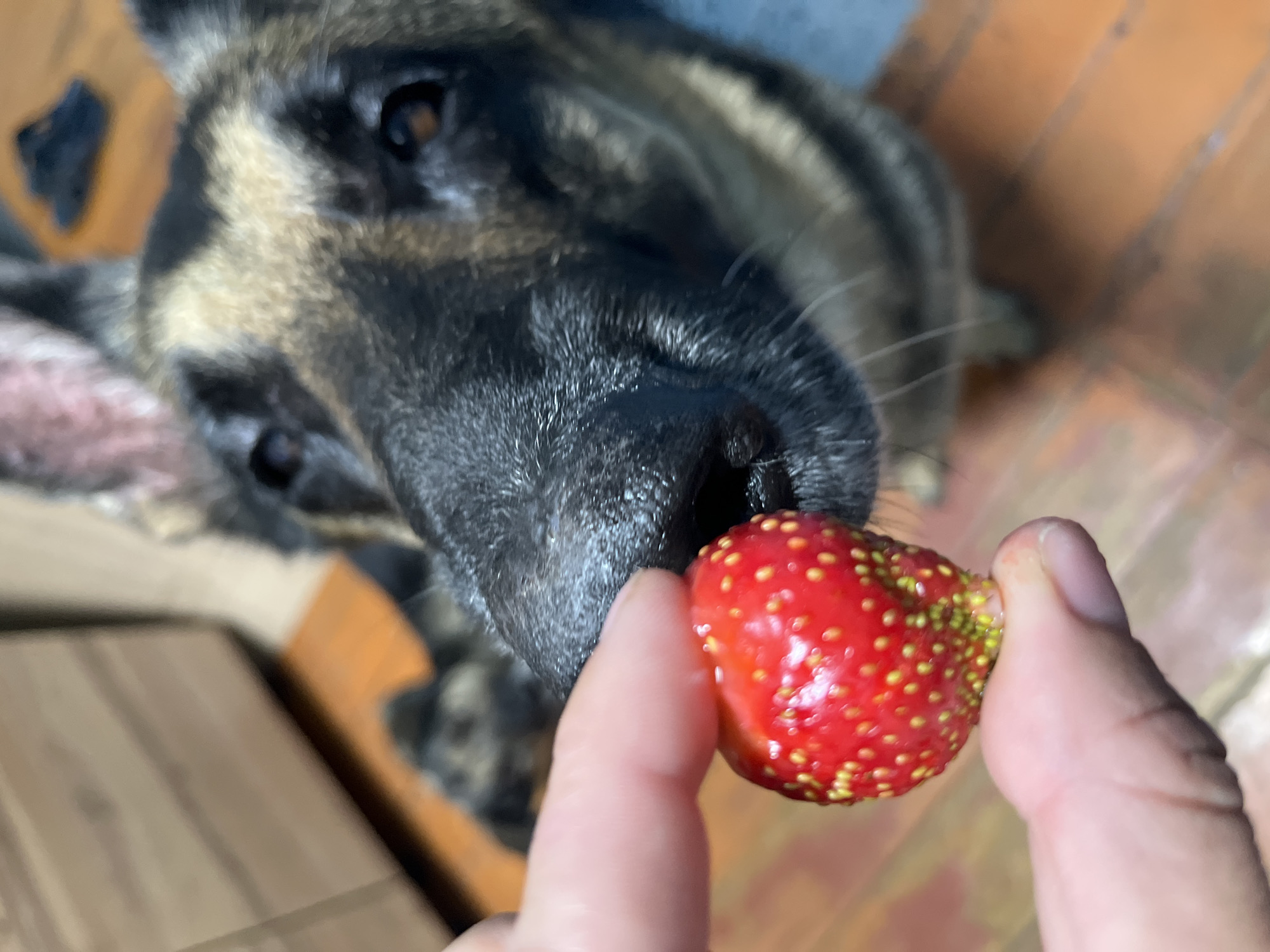 The image shows a close-up of a German Shepherd dog's face as it gently takes a strawberry from a person's finger. The dog's nose is touching the strawberry, and its eyes are focused on the fruit. The strawberry is red with yellow seeds. The background is out of focus but appears to be an indoor setting with wooden flooring and some blurred furniture. The lighting suggests it is daytime. The image evokes a sense of gentle interaction and trust between the dog and the person. There is no visible text in the image.