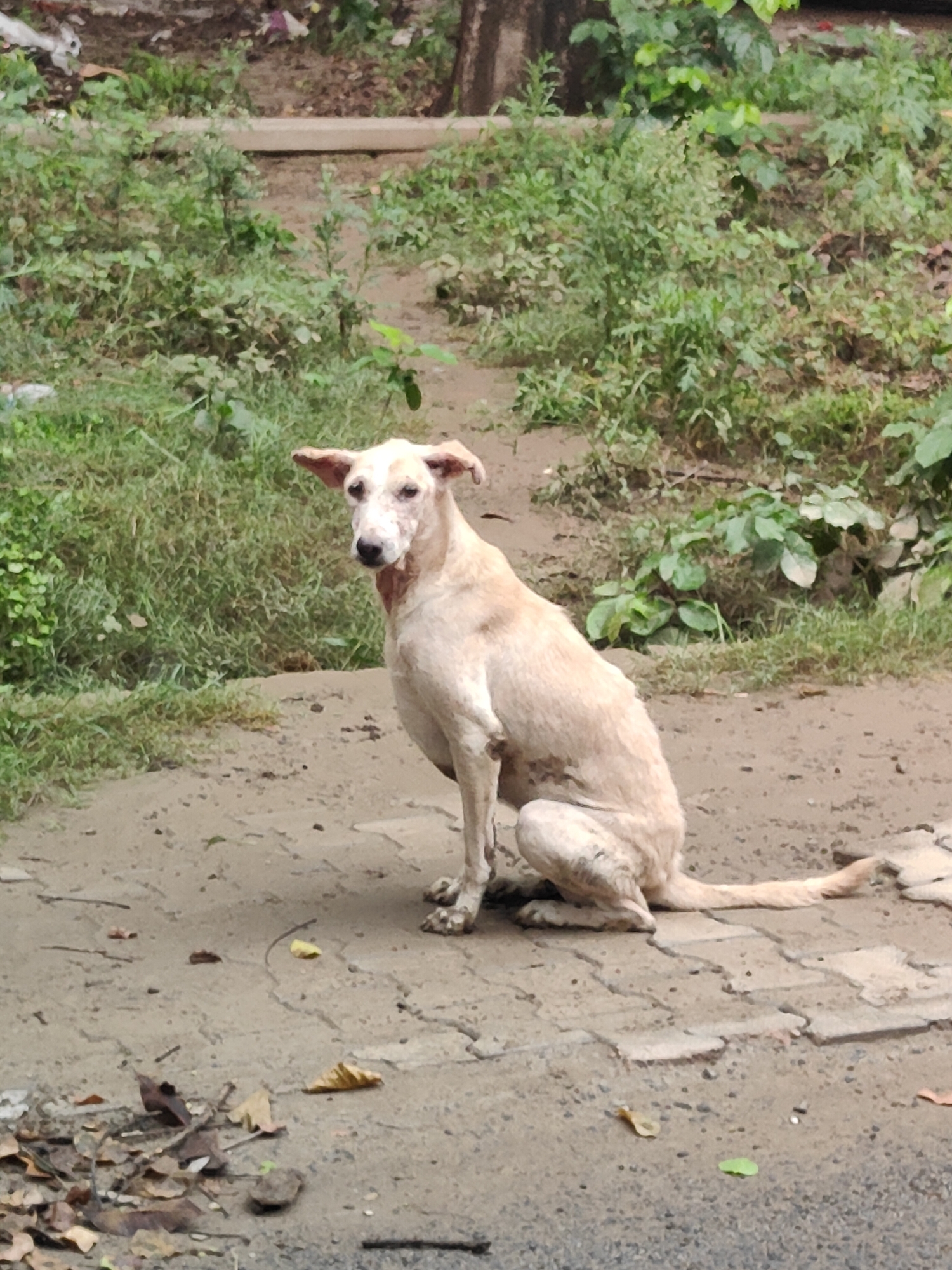 A light-colored, medium-sized dog with floppy ears is sitting on a paved surface outdoors. The dog is facing left, with its head turned towards the viewer. The background consists of green foliage and some dirt. The dog appears to be alert and its fur is somewhat matted and dirty, suggesting it may be a stray. The paved surface is a mixture of concrete slabs and dirt. There are scattered dry leaves on the ground around the dog. The overall impression is of a street scene in an urban or suburban environment.