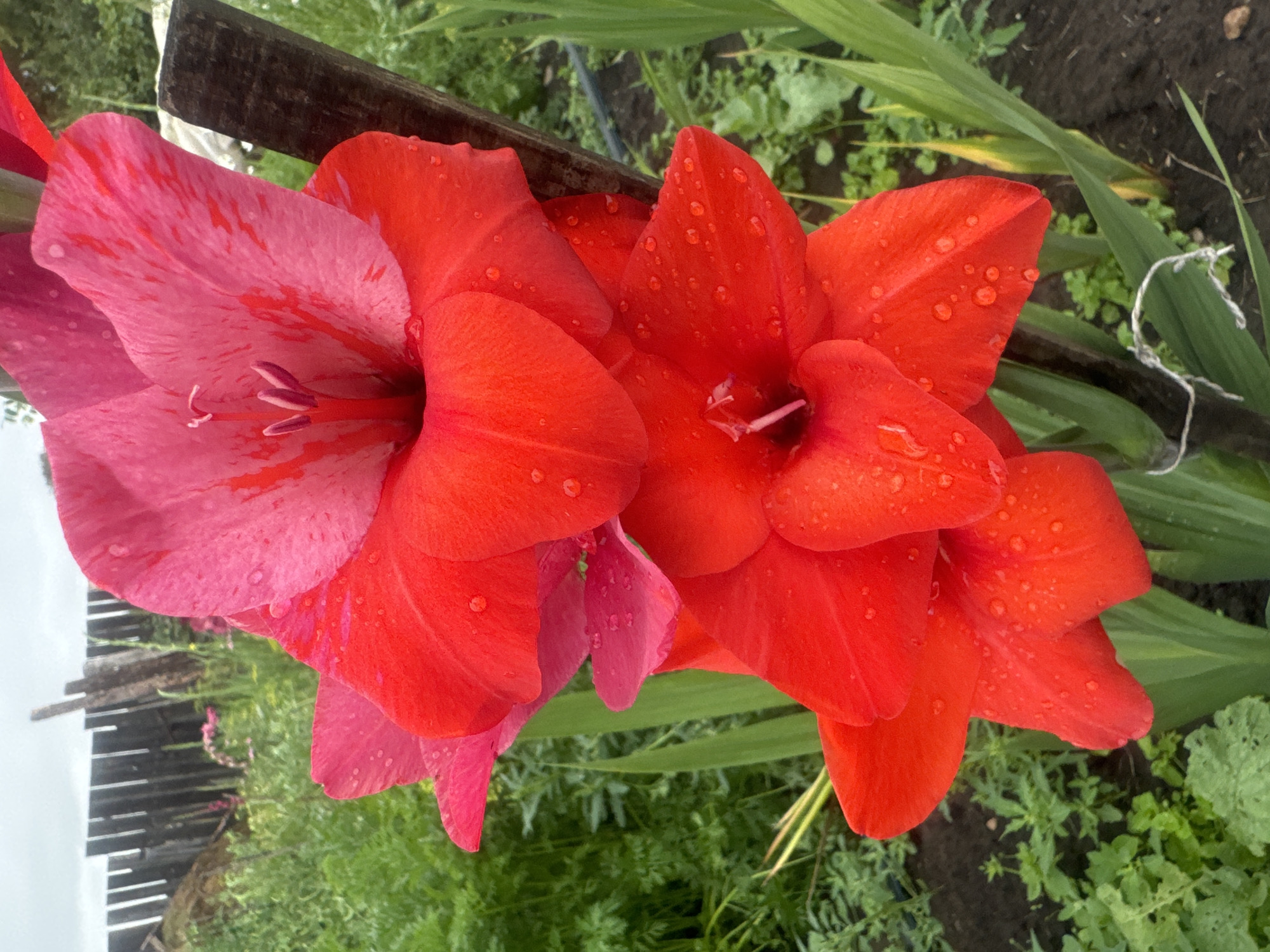 An extreme close-up shot focuses on a spike of gladiolus flowers in a garden. The flowers are a vibrant mix of red and pink. Water droplets are visible on the petals, suggesting recent rain. In the background, a weathered wooden fence and lush green foliage are blurred, indicating an outdoor setting. The scene appears to be in Maksimovshchina, Russia, as indicated by the context provided. There are no people or animals present in the image. The overall impression is one of natural beauty and growth, possibly after a rain shower.