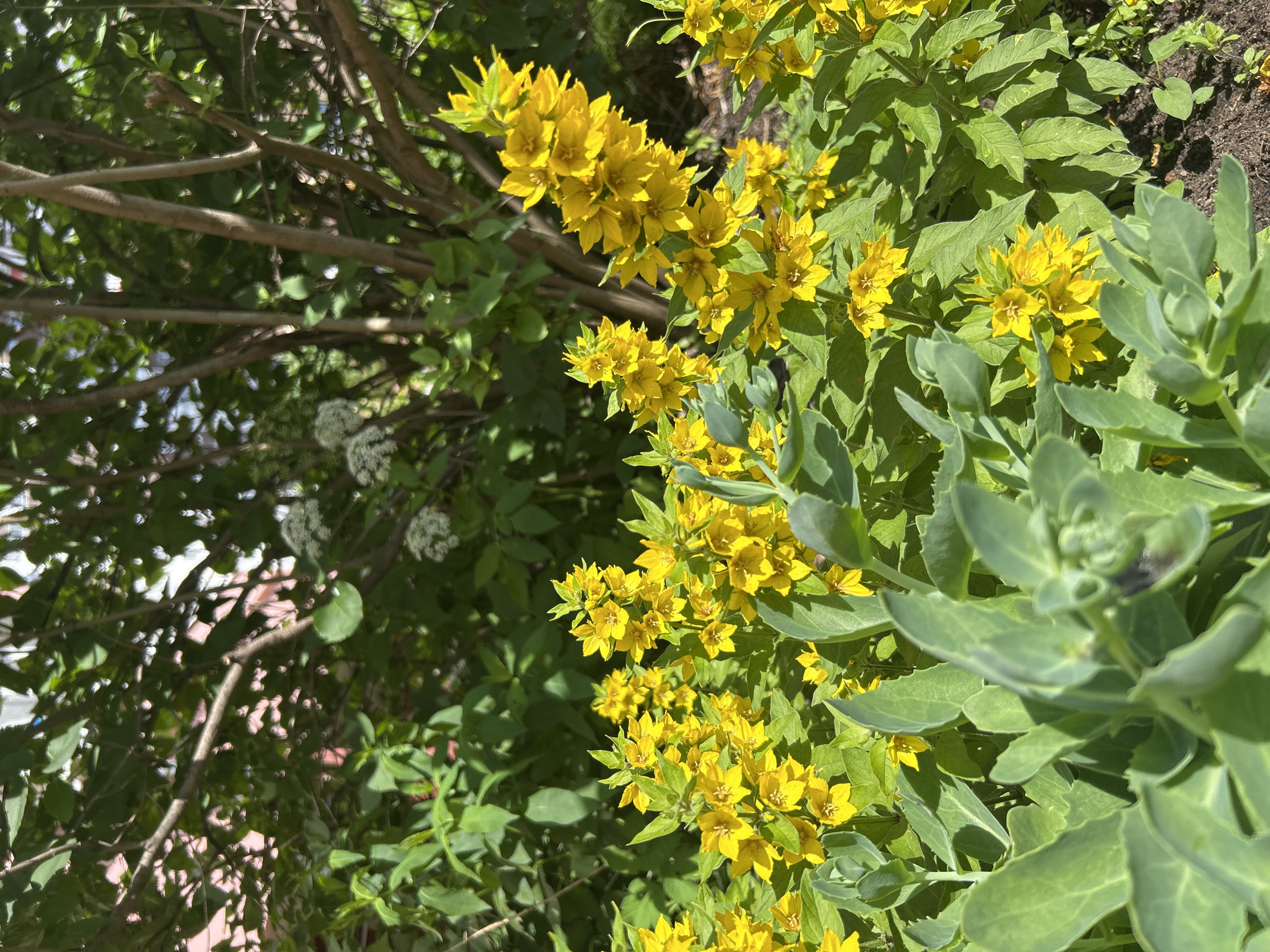 In Izhevsk, Russia, a close-up shot captures a dense cluster of bright yellow flowers in full bloom. The flowers have star-shaped petals and are densely packed on tall stems, creating a vibrant visual. Surrounding the yellow blooms are lush green leaves of varying sizes, some broad and others more slender. In the background, the image shows the intricate branches of a tree with dappled sunlight filtering through the foliage, hinting at a garden or park setting. The ground beneath the plants appears to be dark soil, suggesting it's an outdoor environment. There are no people or animals visible in the frame.