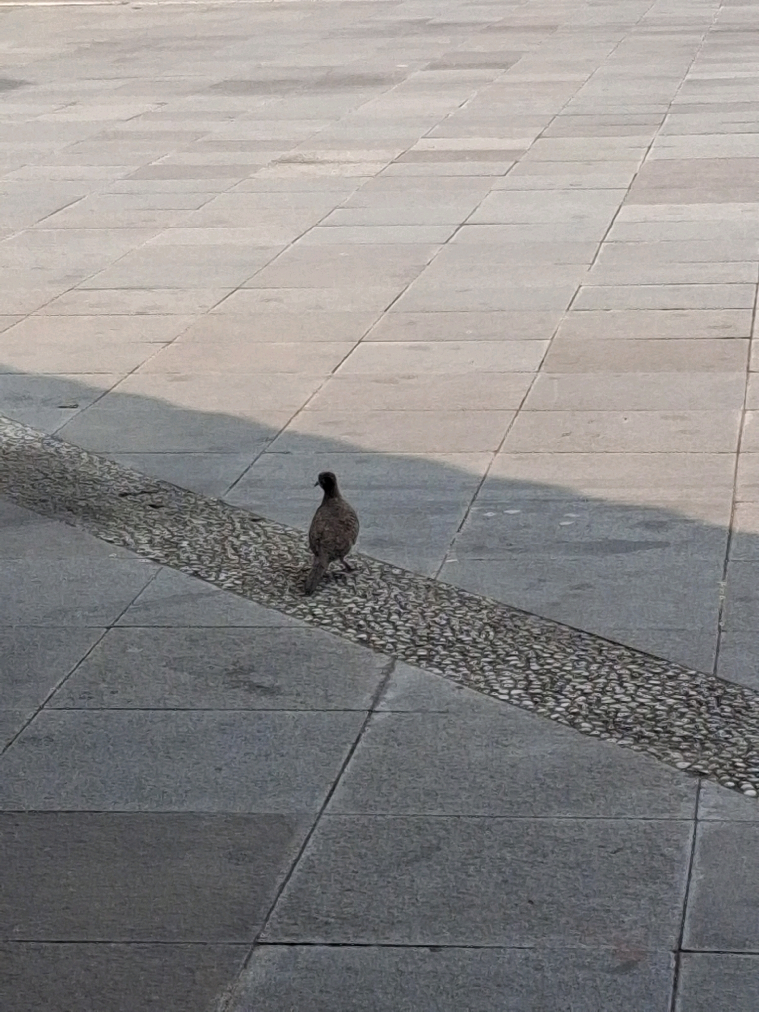 A single brown pigeon is standing on a pathway in Surakarta, Indonesia. The pathway is made of light gray square tiles with dark grout lines, and it is divided by a diagonal strip of small, light-colored pebbles. A shadow stretches across the pathway from the left side of the image. The pigeon is facing away from the camera and towards the right. The scene appears to be an outdoor public space, possibly a plaza or park, given the paving. The lighting suggests it is daytime, with the sun casting a distinct shadow.