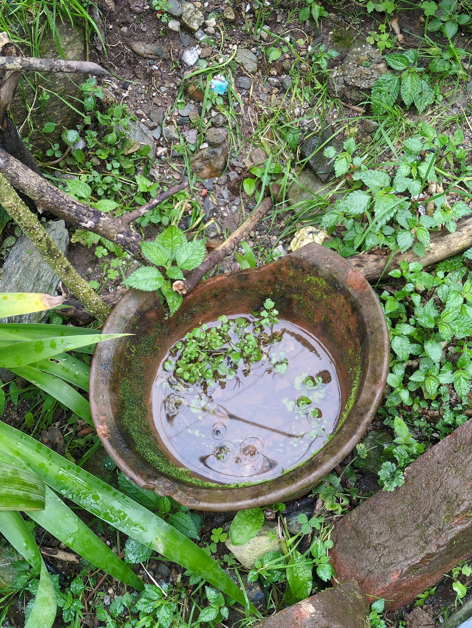 The image shows a close-up, overhead view of a terracotta pot filled with water and small green plants. The pot is situated outdoors, amidst lush green vegetation, damp soil, and scattered rocks and twigs. The pot itself appears aged, with moss growing on its exterior. The water in the pot is clear, reflecting the surrounding greenery, and a few small ripples are visible on its surface. The environment suggests a natural, possibly overgrown, setting. The image does not contain any people or animals.