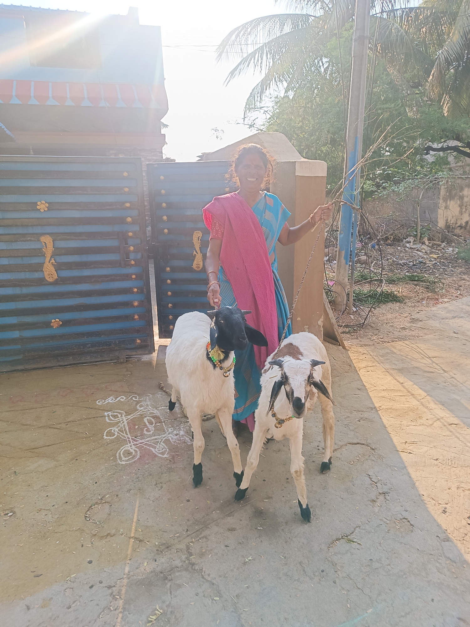 In Kammavaripalli, India, a smiling woman stands in front of a blue gate with gold adornments, holding leashes attached to two goats. The goat on the left is primarily white with a black head and legs and wears a colorful necklace. The goat on the right is white with a brown patch on its head, black ears and legs, and also wears a decorative necklace. The ground is concrete, marked with a chalk drawing, and littered with debris. A utility pole stands to the right of the woman. The background includes foliage and a building.