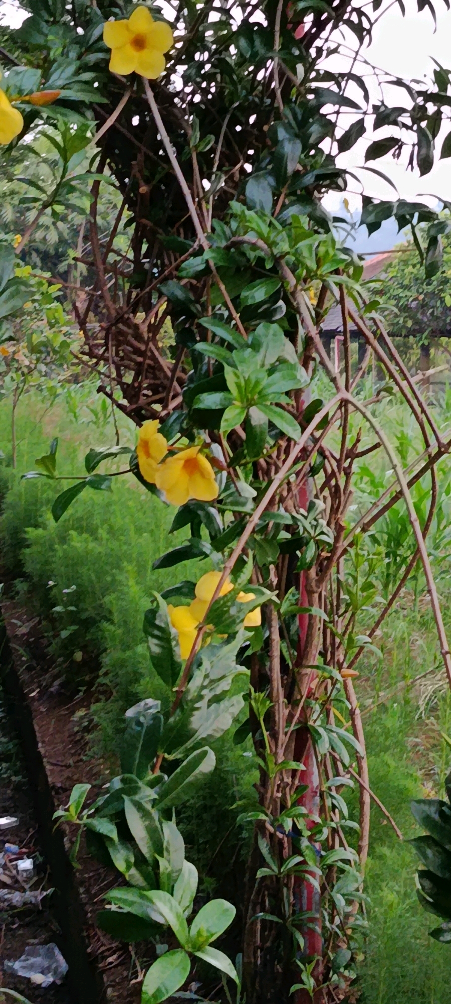A close-up, eye-level, outdoor photograph captures a climbing vine with vibrant yellow flowers, possibly Allamanda cathartica, set against a backdrop of lush green foliage and interwoven branches. The vine is wrapped around what appears to be a red-painted metal pole, indicating it might be a decorative element in a garden or yard in Megamendung, Indonesia. The background is a soft blur of more greenery, suggesting a densely vegetated area, possibly a park or residential garden. Sunlight filters through the leaves, creating dappled light and shadows. In the lower left corner, a small section of a dirt path and some scattered white plastic debris are visible, hinting at a less manicured area or the edge of a pathway. The overall scene conveys a natural, tranquil setting with the bright yellow flowers adding a cheerful focal point. There are no people or animals present.