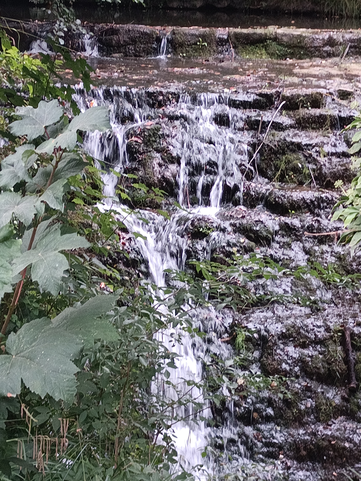 The image shows a close-up view of a tiered waterfall with water cascading over rocky ledges. Lush green foliage, including large leaves and smaller plants, surrounds the waterfall. The water appears to be white and frothy as it flows downwards, creating a dynamic and natural scene. The rocks are dark and mossy, suggesting a damp and shaded environment. There are no people or animals visible in the image. The overall impression is one of a serene and natural water feature, likely in a wooded or park-like setting. It is not possible to determine the specific location in Houlgate, France from this image alone, as it focuses on the natural elements of the waterfall and surrounding vegetation.