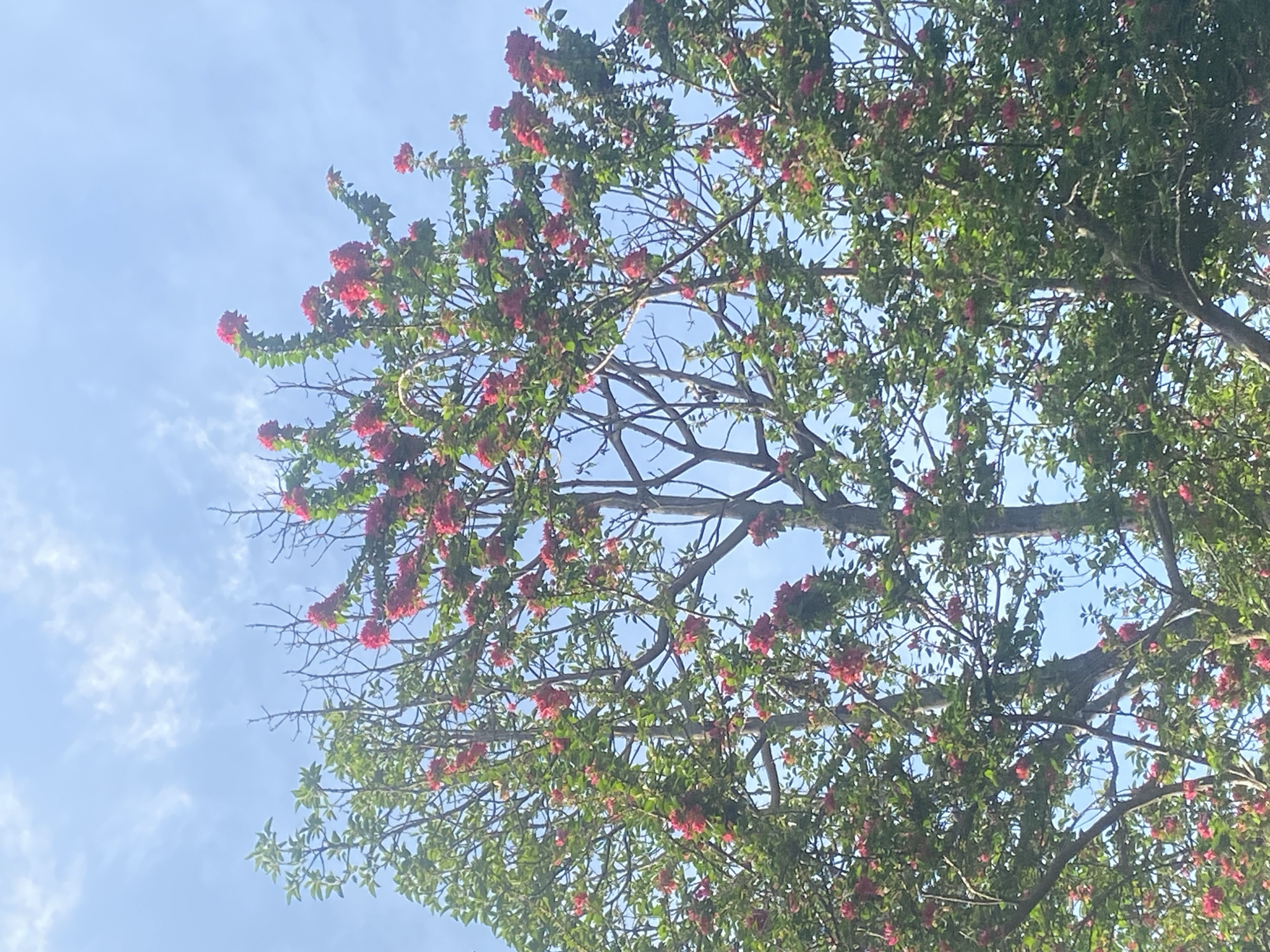 The image is a view looking up into a tree with red flowers and green leaves, set against a blue sky with scattered clouds. The branches of the tree are visible, reaching across the frame. The specific location in Tinaquillo, Venezuela is not determinable from the image alone.