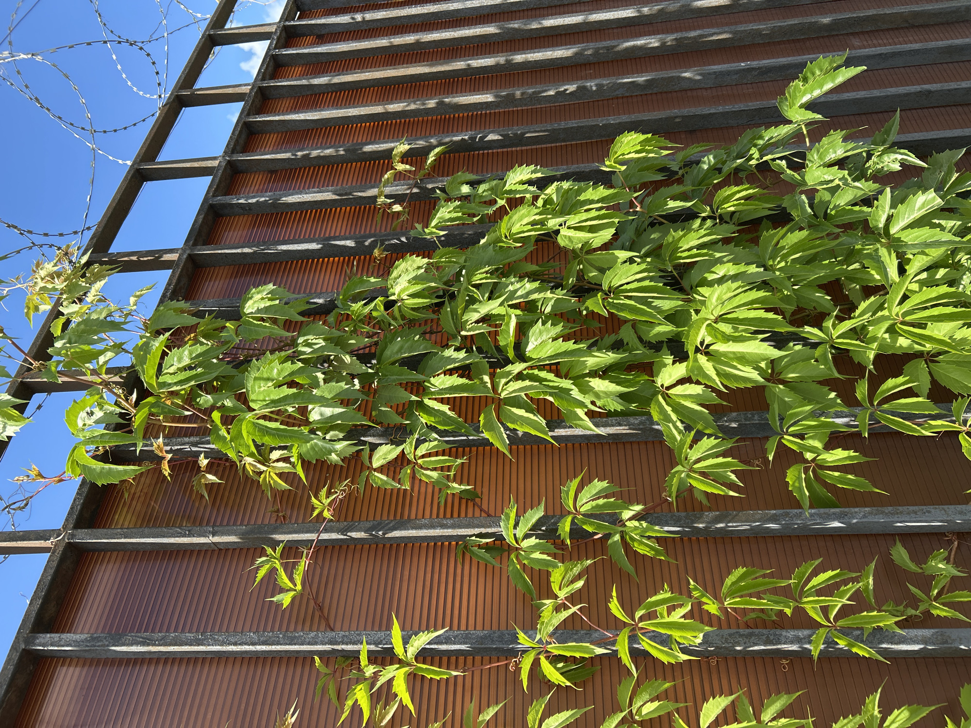 A bright, close-up, eye-level shot shows a vibrant green vine with palmate leaves climbing a dark gray metal fence that runs horizontally across the frame. The fence is in front of a translucent, reddish-brown slatted background, possibly part of a building or another fence. The vine itself is lush and full, with individual leaves clearly defined and showing serrated edges. Above the fence, a bright blue sky is visible with a few wispy white clouds. Barbed wire is strung along the top of the fence. The scene appears to be outdoors, likely in a public or private outdoor space. There are no people or animals visible in the frame. This image was taken in Zelenograd, Russia.