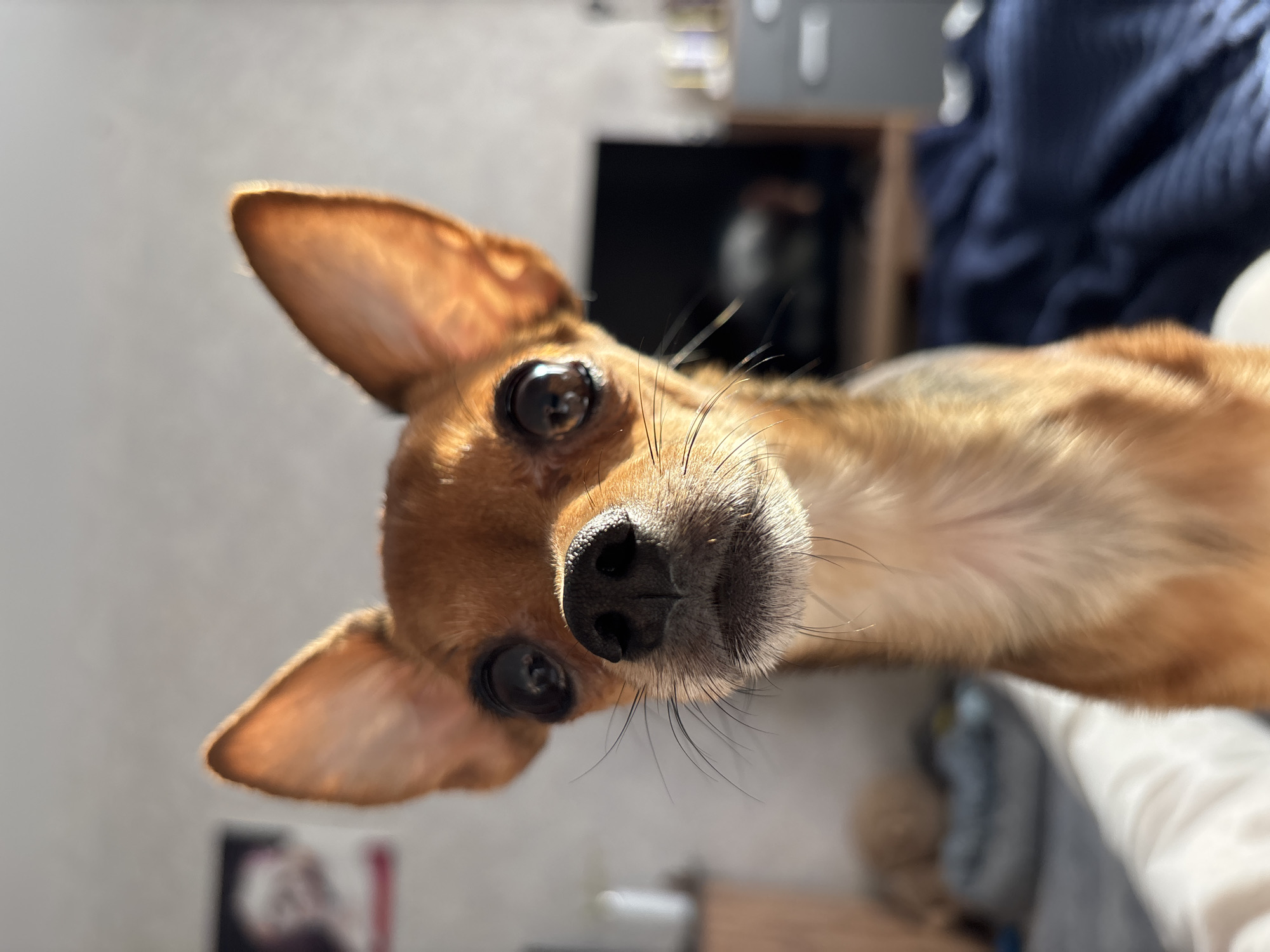 A small canine, predominantly reddish-brown with lighter underparts, is depicted in a close-up, frontal view. The animal features large, erect ears and dark, reflective eyes; its dark nose and whiskers are sharply delineated. Direct, warm illumination from the right highlights the dog's fur and ears. The background is out of focus, revealing a framed picture on a light wall to the upper left, a dark rectangular screen to the right, and a dark blue textured blanket or comforter positioned below the screen. Indistinct furniture elements are also present. The scene is an interior setting in Chaikovsky, Russia.