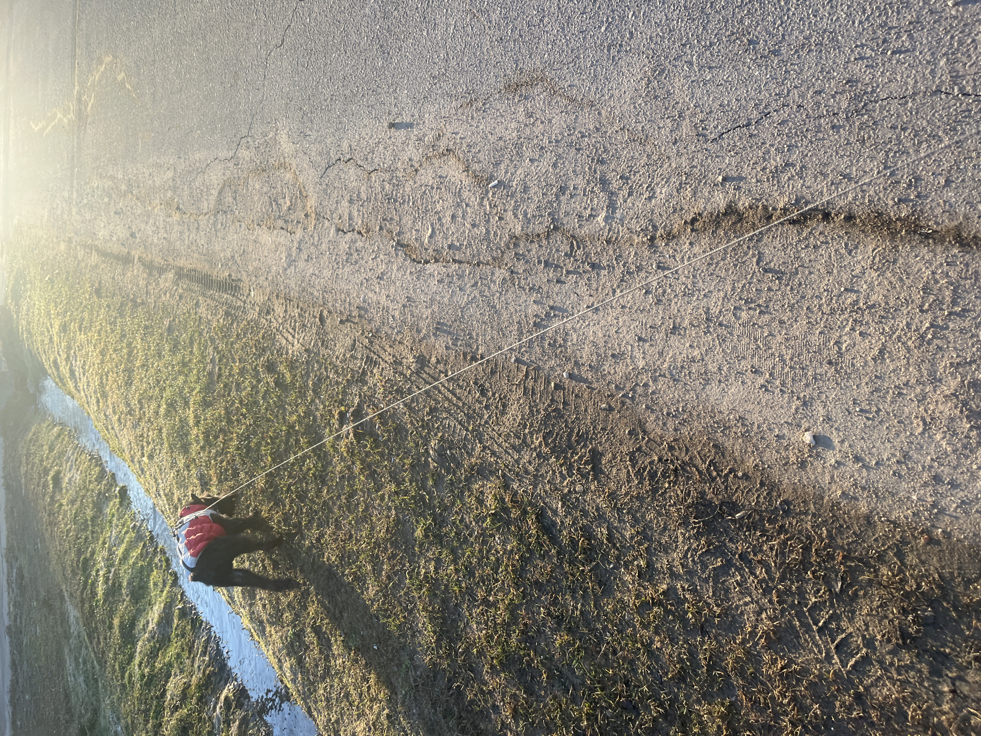 A dog wearing a red-and-grey harness is walking along a grassy drainage ditch adjacent to a paved road. The road appears to be cracked and worn. A thin leash extends from the harness towards the road. The location is described as Podolsk, Russia.