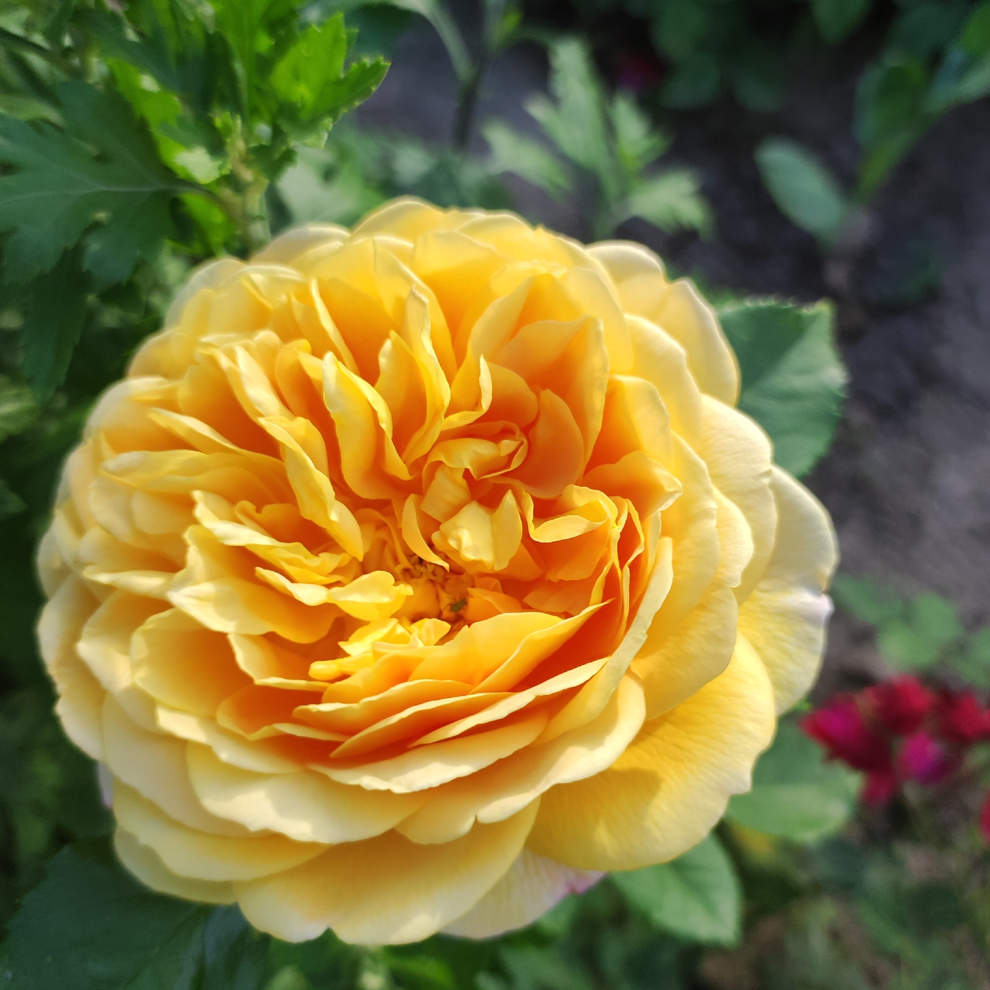 This is a close-up, top-down shot of a vibrant yellow rose in full bloom. The rose dominates the frame, its many petals layered and unfurling towards the viewer. The center of the rose reveals a dense arrangement of smaller, tightly packed petals, while the outer petals are broader and softer, with gentle curves. The lighting suggests it is daytime, with sunlight highlighting the delicate texture and soft shadows of the petals.
The background is a softly blurred garden scene. To the left and slightly behind the rose, lush green foliage is visible, suggesting a healthy plant. In the upper right and further into the background, the dark soil of a garden bed is apparent, interspersed with some out-of-focus greenery and a few blurred spots of deep red or magenta, possibly other flowers. The overall impression is one of natural beauty and a peaceful garden setting. The location context is Navoloki, Russia. There is no visible text in the image.