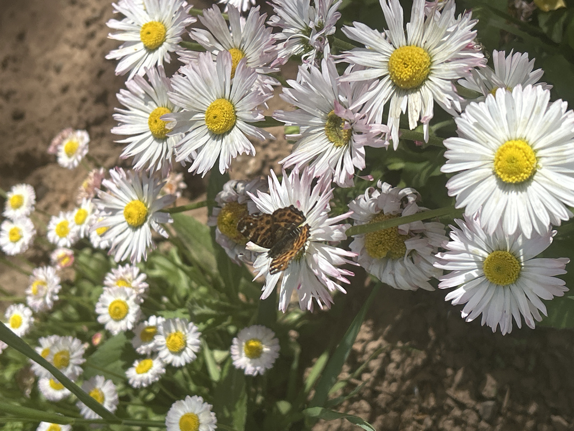 The image shows a cluster of white and yellow daisy flowers in a garden. A brown and orange butterfly is perched on one of the flowers. The background includes soil and more daisy flowers. The location is Фоки, Russia.