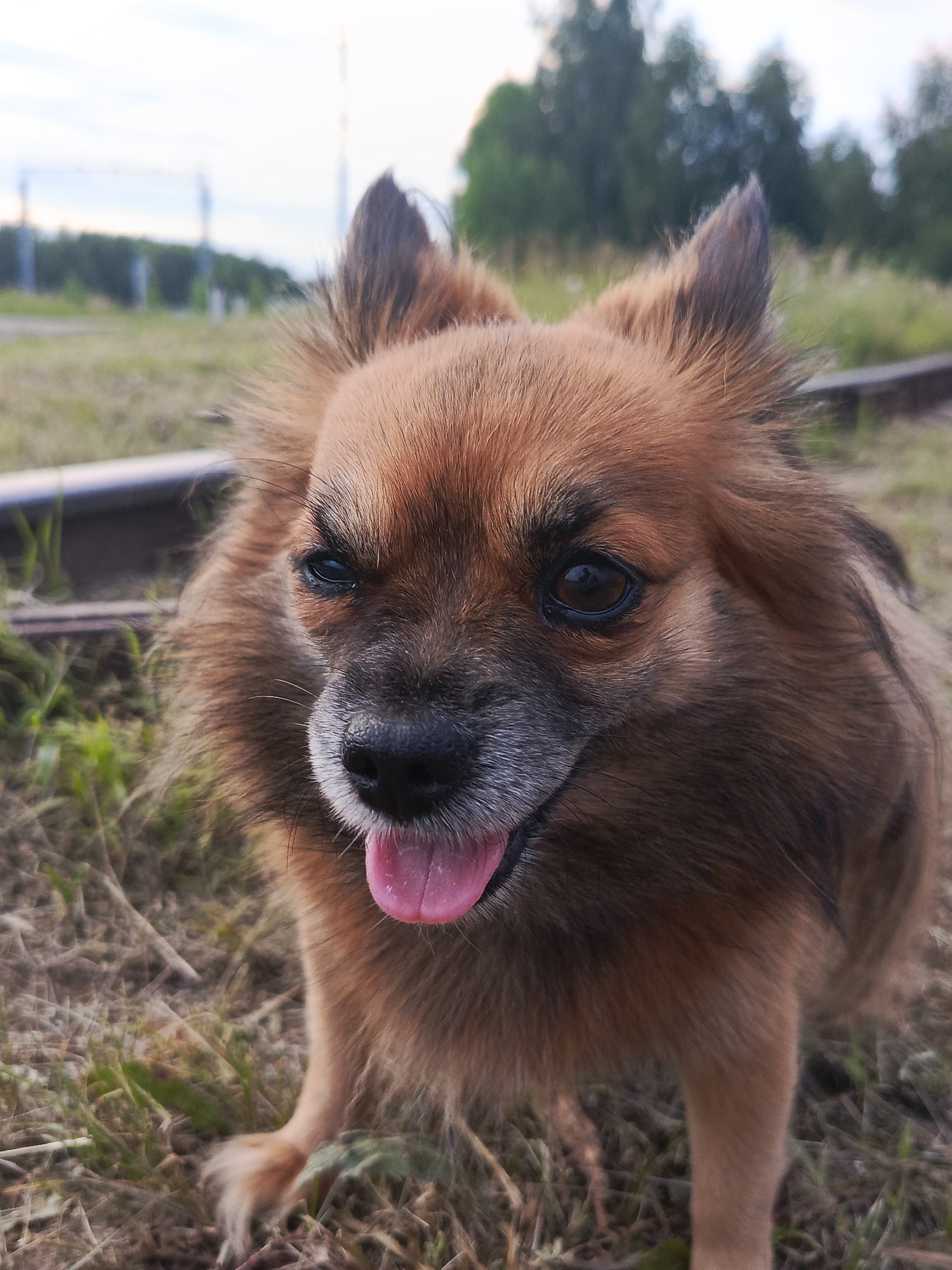 A medium shot shows a fluffy, brown dog with its tongue hanging out. The dog is standing on dry grass with some green patches and what appear to be train tracks in the background. The sky is overcast.