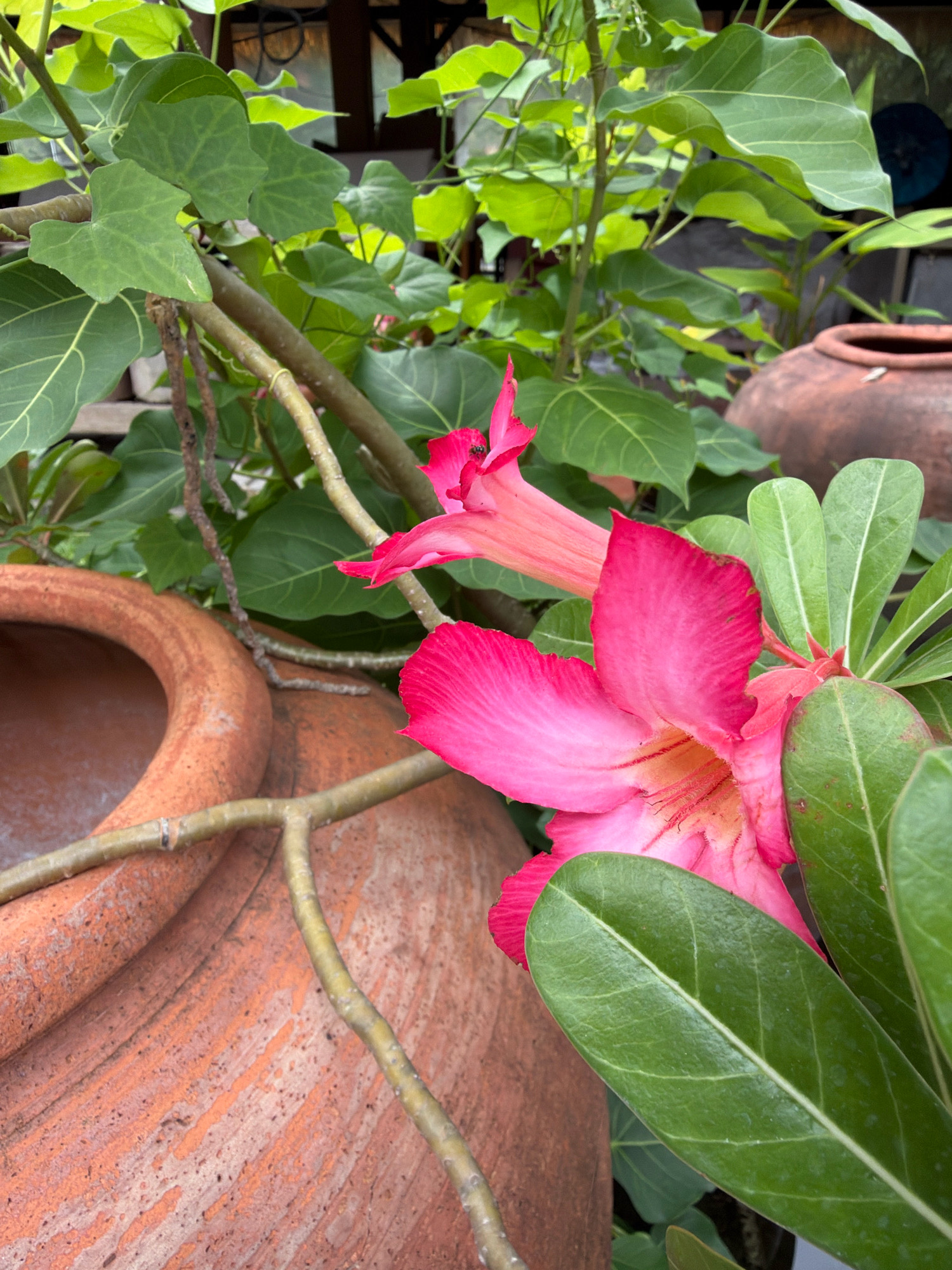 The image shows a close-up view of a vibrant pink Adenium flower in bloom, nestled amongst lush green foliage. In the foreground, a portion of a large, terracotta pot is visible, with its rough, weathered texture adding a rustic element to the scene. The pot is positioned to the left and bottom of the frame. Behind the flower and foliage, another, larger terracotta pot is partially visible in the background, with its darker, more aged appearance. The overall impression is one of a tropical garden setting, likely in Ko Samui District, Thailand, given the style of the pots and the dense, green vegetation. The lighting suggests it is daytime, with soft shadows indicating a cloudy or overcast sky. No people are present in the image.
