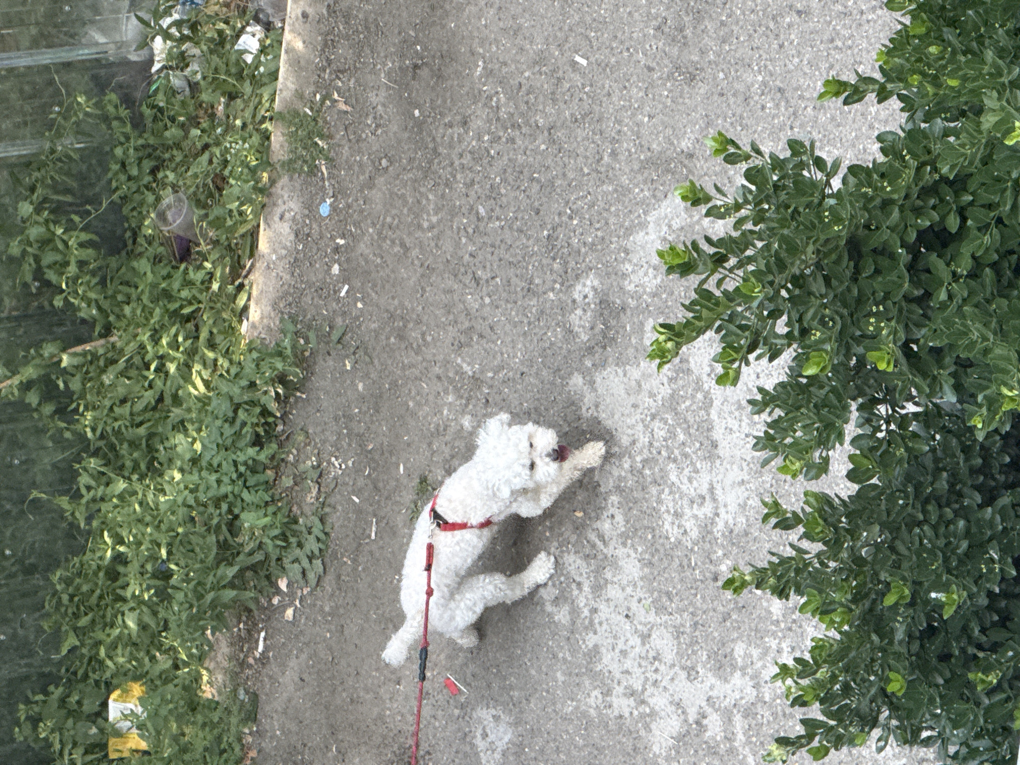 This media file depicts a white poodle mix dog on a leash, standing on a paved surface. The dog is wearing a red harness and is facing towards the right of the frame, with its tongue slightly out. To the left of the paved area, there is an overgrown patch of green vegetation, with some scattered debris including a plastic cup and what appears to be trash. To the right of the paved area, there is a dense green bush with small leaves. The scene is captured from a high-angle perspective, looking down. The lighting suggests it is daytime, possibly overcast given the lack of harsh shadows. The presence of overgrown vegetation and scattered litter hints at an outdoor urban or semi-urban environment. The overall impression is a snapshot of a dog being walked in a somewhat unkempt outdoor setting. No visible text is present in the image. The location context is Tbilisi, Georgia.