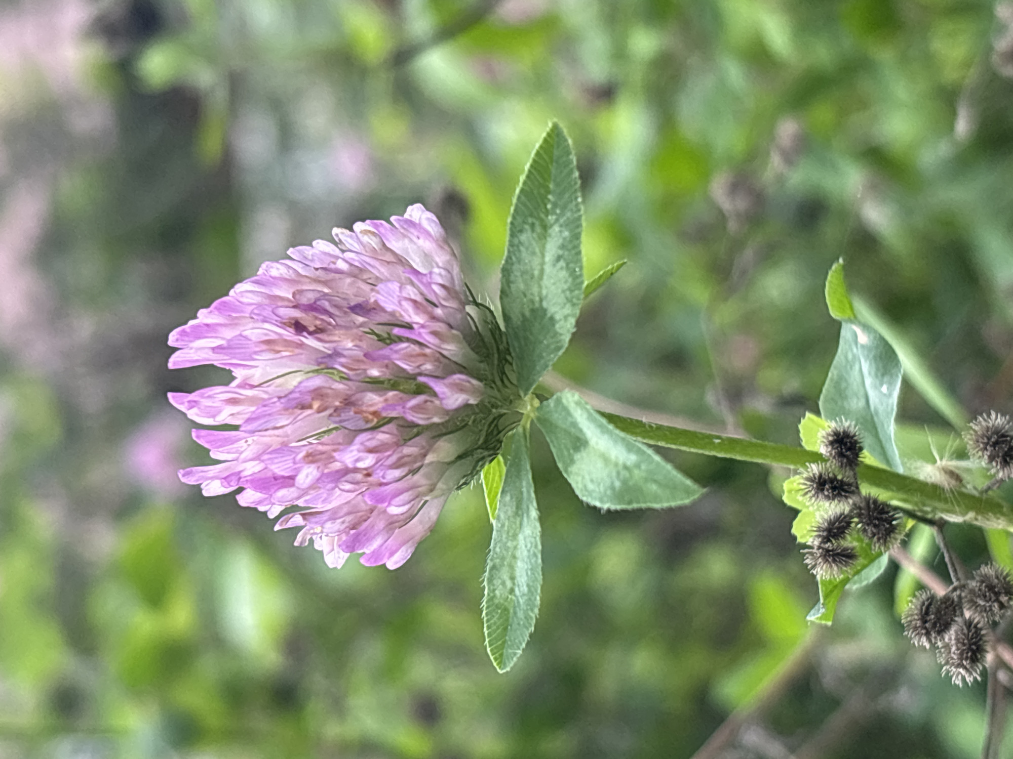 The image depicts a close-up of a pink clover flower blooming amidst lush greenery. The flower head is a dense cluster of small, tubular petals, primarily pink with lighter, almost white tips. Two green leaves, slightly serrated at the edges and with faint venation, are visible below the flower. The stem is green and somewhat hairy. In the lower left portion of the frame, there are several developing seed heads, appearing as small, spiky, dark brown clusters. The background is a soft blur of greens and purples, suggesting a natural, outdoor environment. The lighting is natural and diffused, highlighting the delicate details of the flower and foliage. There are no people or man-made structures visible in the image. The scene appears to be a natural setting, possibly a meadow or garden, with no indication of it being specifically within the city of Sochi, Russia.