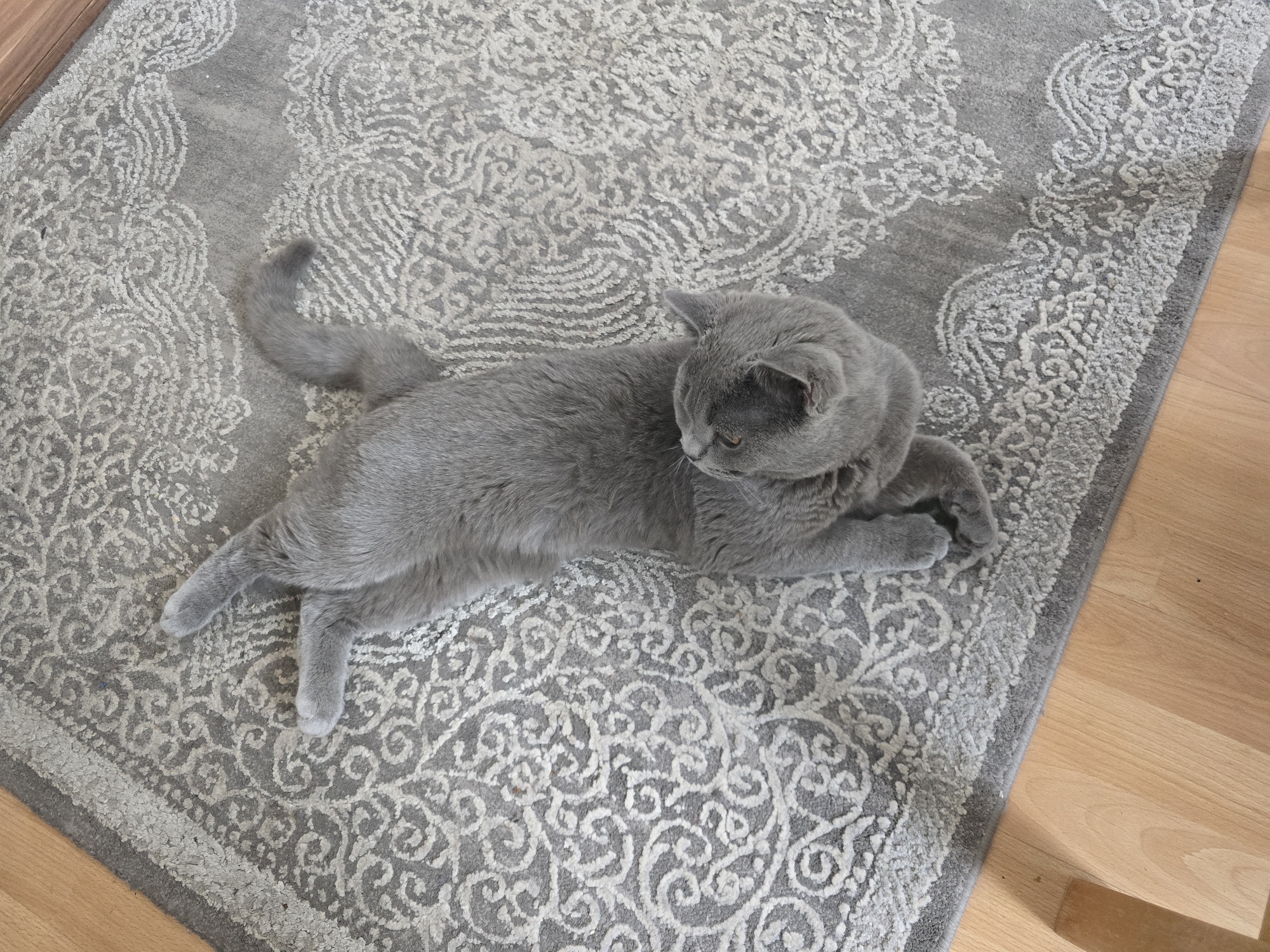 The image shows a gray British Shorthair cat lying on a gray rug with a floral pattern. The rug is placed on a light-colored wooden floor. The cat is lying on its side with its paws tucked underneath its body. The location is not discernible from the image and the city of Zirndorf, Germany cannot be confirmed.