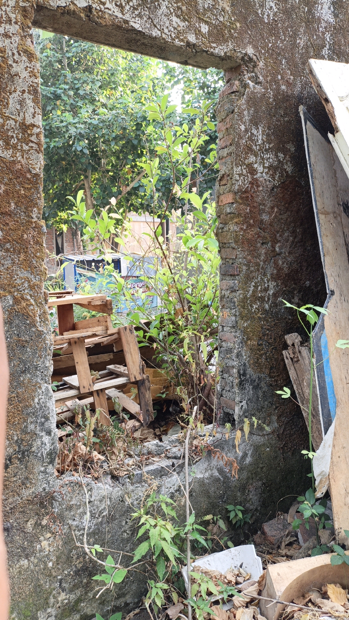 The image depicts an overgrown interior space, possibly a former building in Cikal, Indonesia, marked by debris and vegetation. A large opening in a stone and brick wall, covered in moss and lichen, frames a view of lush greenery. Inside, stacks of wooden pallets are piled haphazardly, interspersed with dry leaves and branches. A young tree with vibrant green leaves grows through the debris, reaching towards the opening. To the right, a large, weathered wooden board leans against the crumbling brick wall. In the background, beyond the opening, trees and hints of buildings are visible, suggesting a partially reclaimed urban or semi-urban environment. The scene conveys a sense of abandonment and nature's resurgence in a derelict setting.