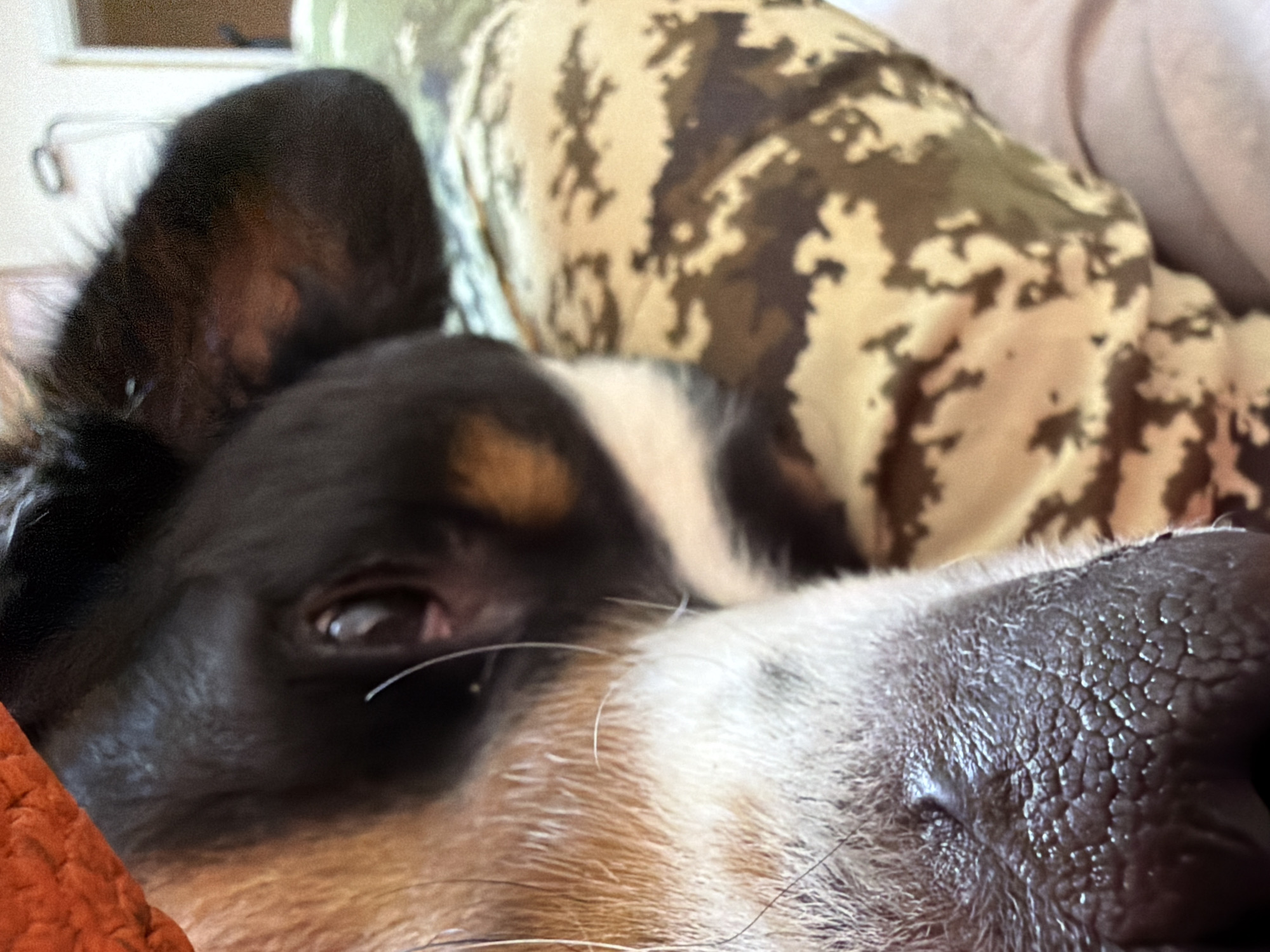 A close-up, eye-level, vertical shot focuses on the face of a dog, possibly a beagle mix, wearing a camouflage-patterned blanket or garment. The dog's wet nose, with its characteristic textured surface, is prominently displayed in the foreground. To the left, strands of white and brown fur are visible, extending towards an orange, textured surface, likely a blanket. The dog's eye, dark and partially obscured by fur, is visible on the right side of its snout. The background shows the dog's ear and a blurred, light-colored surface with a hint of a light fixture. The image lacks any identifiable urban features of Chernaya, Russia.