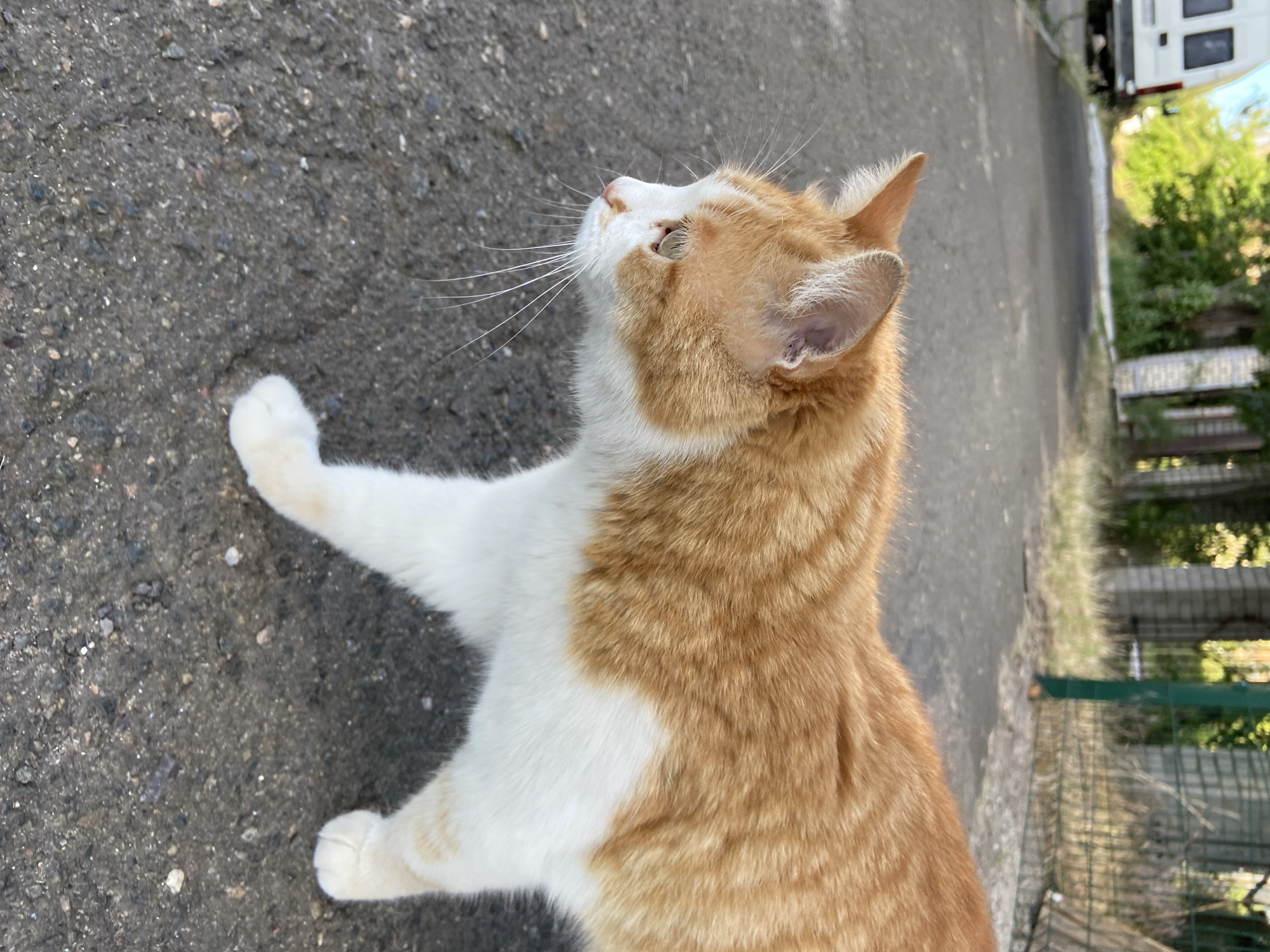A medium shot of an orange and white cat with green eyes walking on a grey asphalt surface. The cat is facing left, with its head turned to look down and slightly forward. Its fur is short, with distinct orange tabby markings on its back and head, and white fur on its chest, belly, and paws. Its whiskers are long and white. In the background, a white van is parked on the left side of a road. Trees and a fence are visible further down the road. The scene appears to be an outdoor, urban environment.