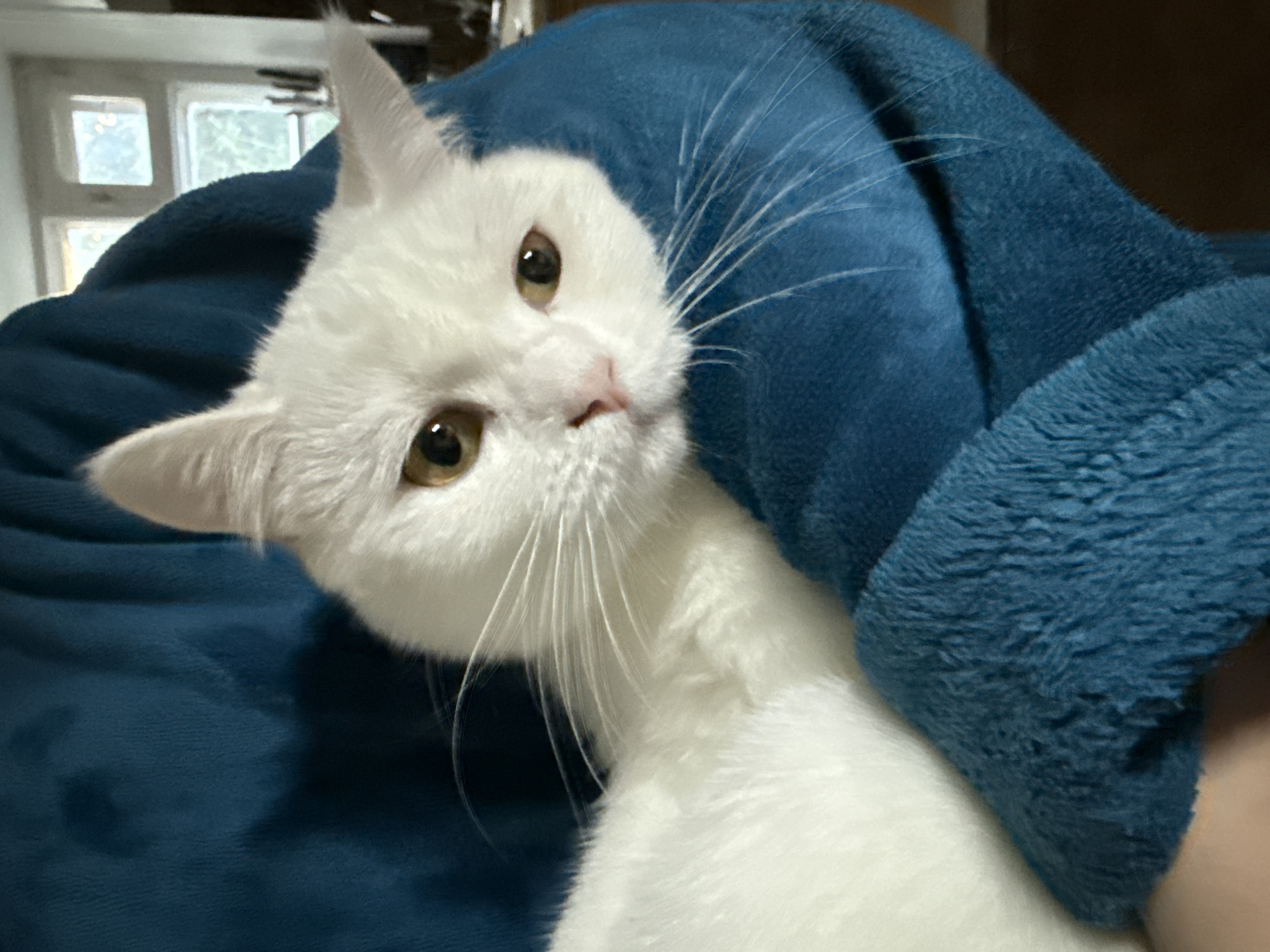 The image is a close-up, eye-level shot of a fluffy white cat nestled in a plush, dark blue blanket. The cat's head is tilted, and it's looking directly at the camera with bright, amber eyes. Its ears are pointed, and its white whiskers are prominent against its fur. The background is softly blurred, with hints of a window and possibly some furniture visible, suggesting an indoor setting. The lighting appears to be natural, possibly from the window, casting a gentle glow on the cat's face. The overall mood is cozy and intimate, with the cat appearing relaxed and curious. There is no visible text in the image.
