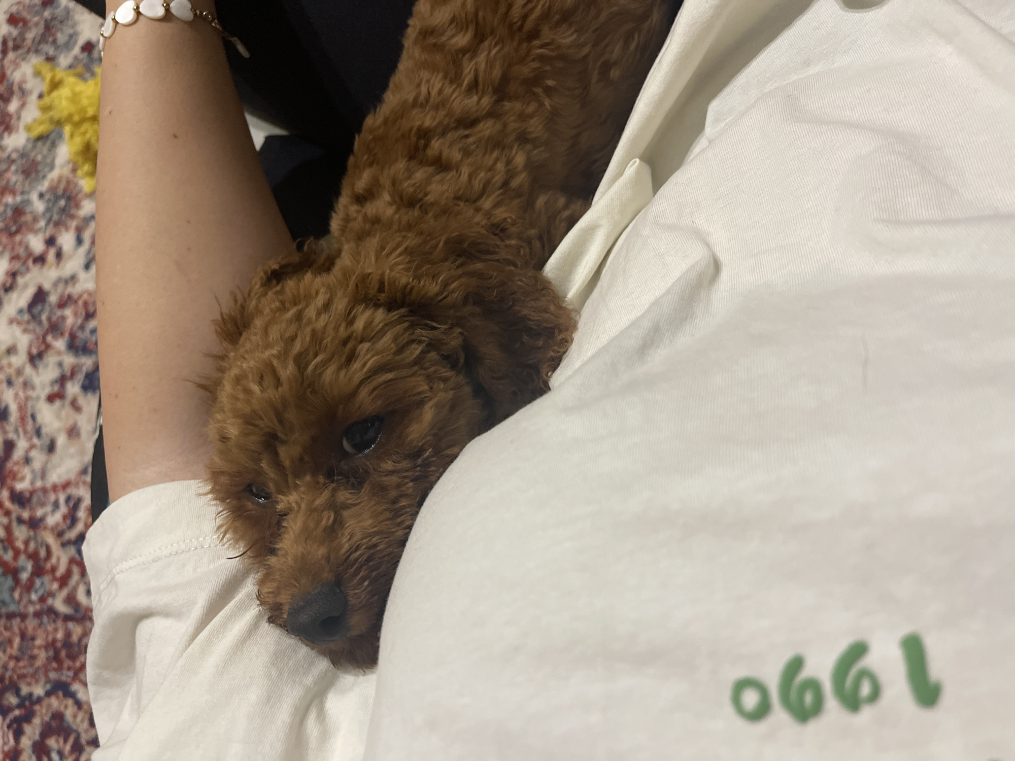 A brown, curly-haired dog rests on a person's arm and white t-shirt. The shirt has the number "1990" printed on it. The person is wearing a white and gold bracelet. The background shows a colorful patterned carpet and a hint of a yellow object. There is no indication of Sofia, Bulgaria.
