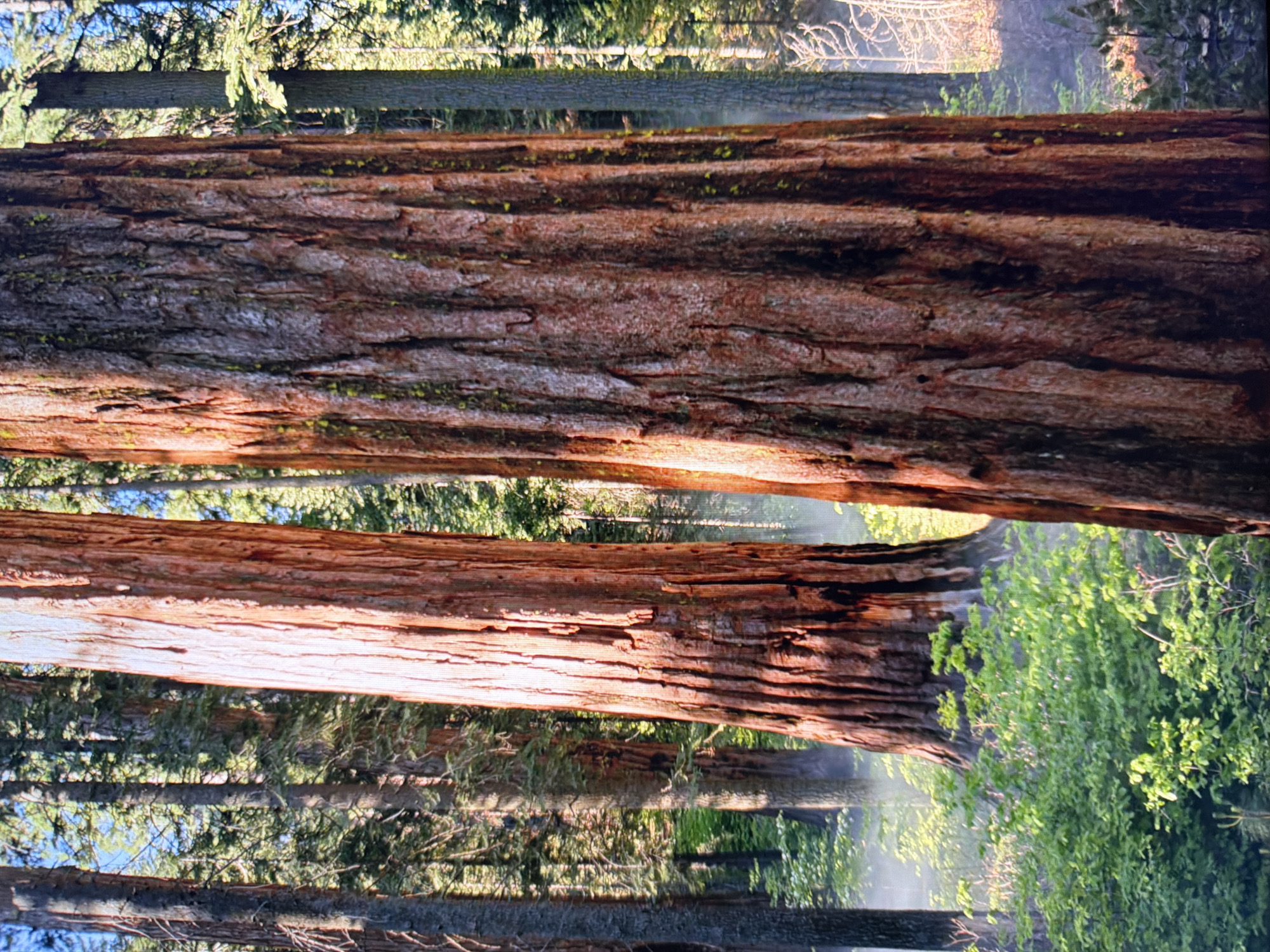 This image shows a close-up of the massive, reddish-brown trunks of redwood trees in a forest. The bark is deeply furrowed and appears rough to the touch. Sunlight filters through the dense canopy of green trees in the background, creating dappled light and shadows on the tree trunks. There is a slight misty or foggy effect in the undergrowth at the base of the trees, suggesting a humid environment or morning mist. The scene conveys a sense of immense scale and natural grandeur. There are no people or man-made structures visible in the image. The location is not identifiable as being in the city of Kyiv, Ukraine, as it depicts a natural forest environment characteristic of redwood regions.
