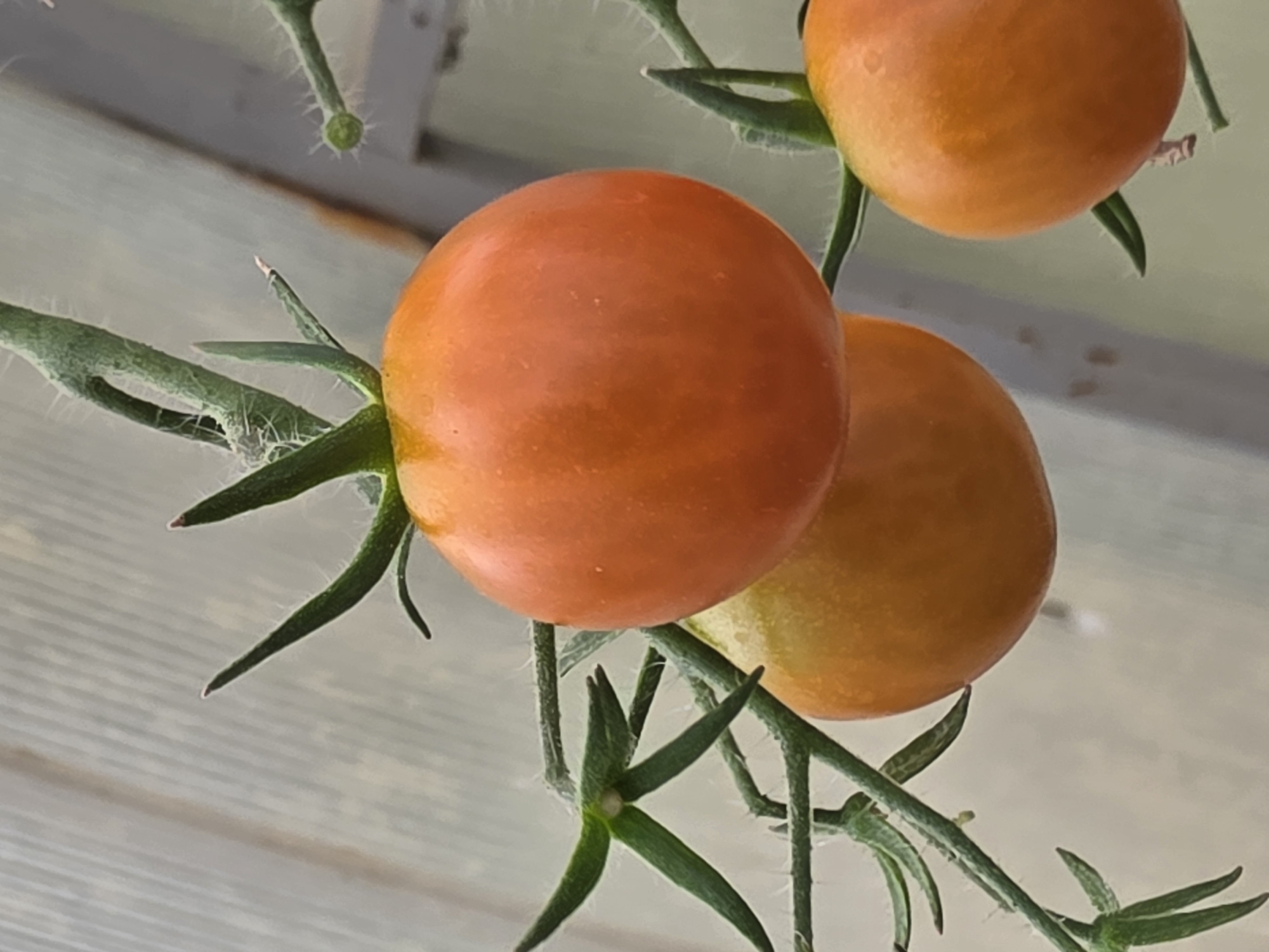 A close-up photograph shows a cluster of ripe cherry tomatoes on the vine. The tomatoes are predominantly orange with hints of yellow and red. They are attached to a green stem with small leaves and fine, white hairs. The background is a blurred, light-colored surface, possibly the translucent material of a greenhouse. The photograph is taken in Rechytsy, Russia.