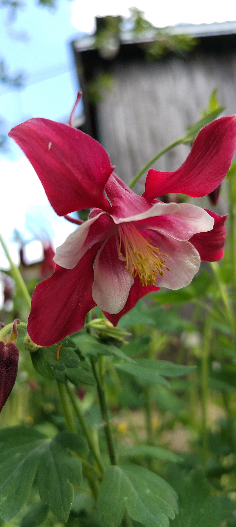 A close-up photograph depicts a single red and white columbine flower (Aquilegia) in bloom. The flower is the central subject and is in sharp focus, showcasing its intricate petal structure and prominent yellow stamens. The petals are primarily a deep red color, with a gradient towards white near the center of the flower. The background is blurred, but it appears to consist of green foliage, a portion of a weathered wooden structure, and a glimpse of a blue sky. The scene suggests an outdoor setting, possibly a garden or natural area. The location, Зипуново, Russia, provides geographical context.