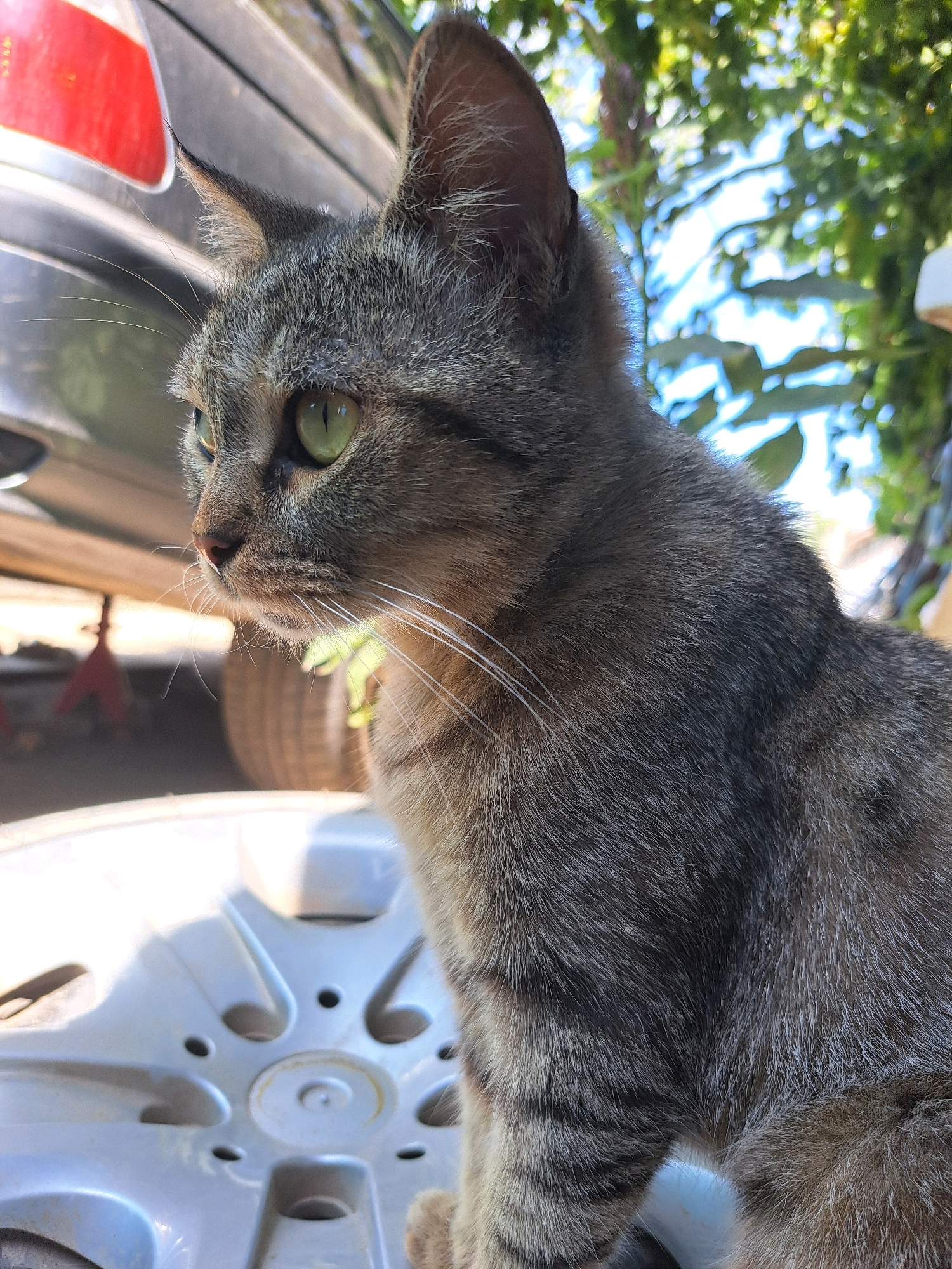 This is a close-up, outdoor photograph of a tabby cat with green eyes. The cat is positioned on a light-colored, circular object, likely a hubcap, and is facing left. In the background, a dark-colored vehicle with a red taillight is visible, along with greenery and bright sky. The scene is set in Vypasne, Ukraine.