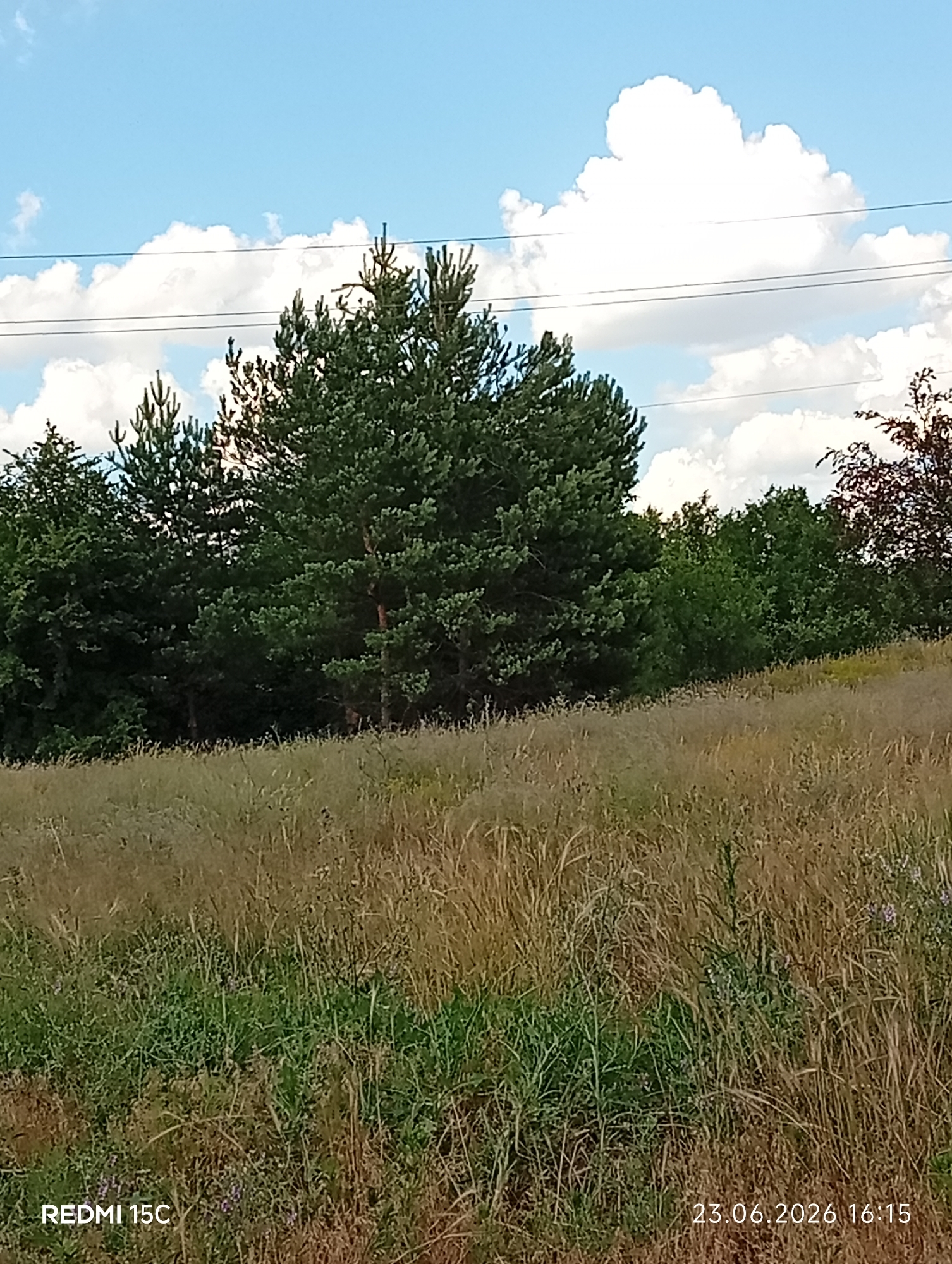 This image is a photograph of a field with tall, dry grass and scattered green vegetation in the foreground. In the background, there is a dense line of various trees, with a prominent pine tree in the center. The sky above is blue with scattered white clouds. Power lines are visible horizontally across the upper portion of the image. The lower left corner displays the text "REDMI 15C", and the lower right corner displays the date and time "23.06.2026 16:15". The scene appears to be a rural or semi-rural landscape, possibly on the outskirts of Mykolaivka, Ukraine. There are no people or specific actions depicted. The environment is natural and appears to be a sunny day.