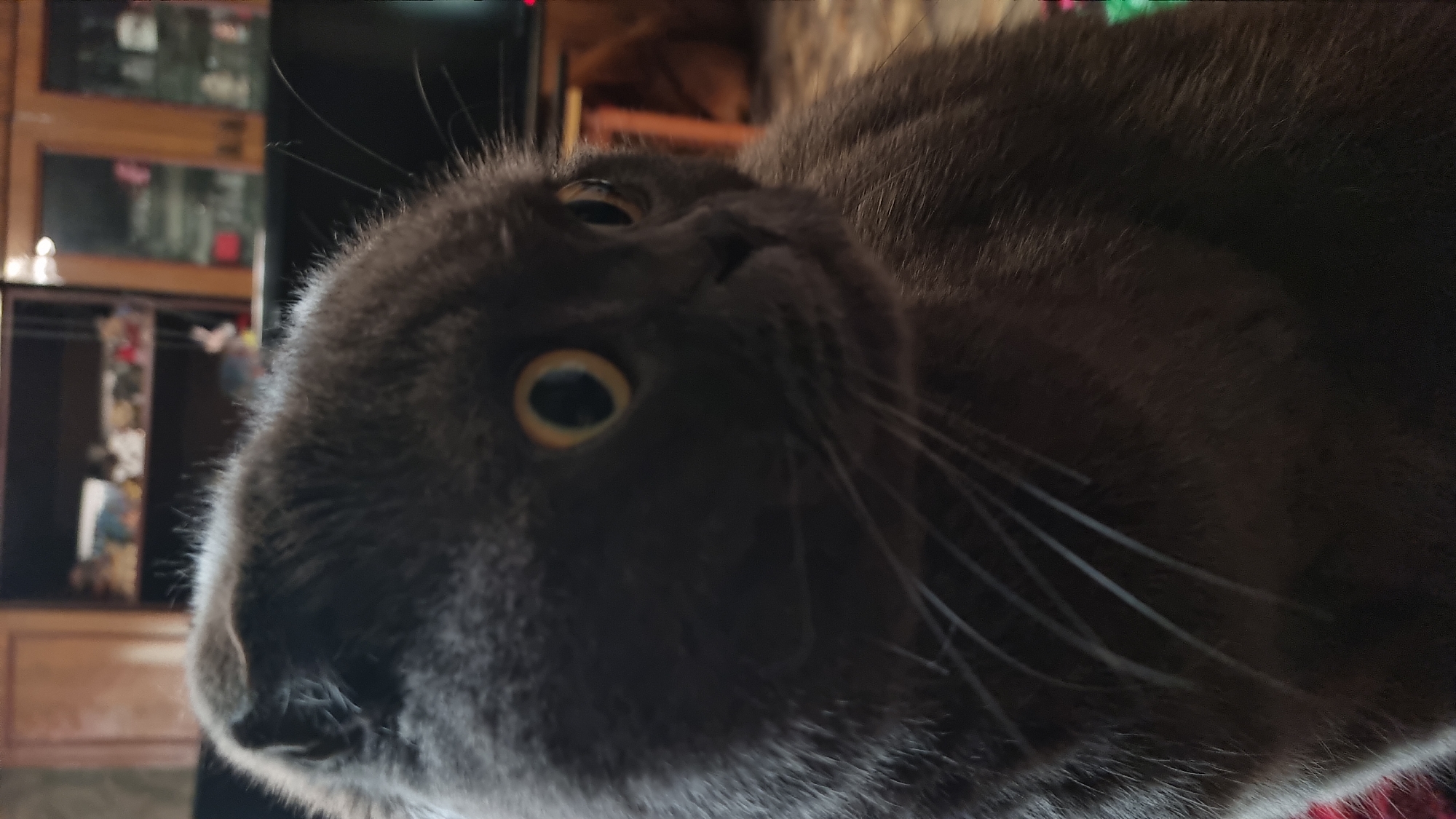 This is a close-up, eye-level, indoor, vertical, medium shot of a gray Scottish Fold cat. The cat is looking to its right with its eyes wide open, and its ears are folded down. Its fur is short and dense, and its whiskers are long and white. The background is blurred and shows a room with wooden cabinets and shelves filled with various items. The lighting is dim, with the cat's face illuminated by a light source from the left. The cat is positioned in the foreground, occupying the majority of the frame. There are no people or other animals visible in the image. The overall impression is of a curious and alert feline.