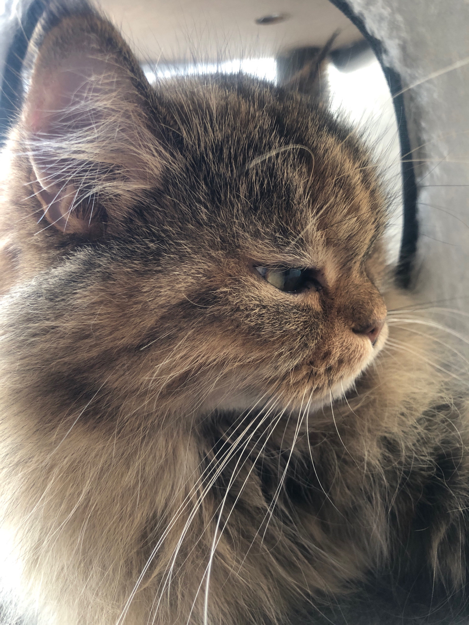 A close-up, profile view shows the head of a long-haired tabby cat, facing right. The cat's fur is a mix of brown, black, and tan. Its left eye, a deep green, is partially visible, looking towards the right of the frame. The cat's nose is a light pink color. Long, white whiskers fan out from its muzzle. The background is out of focus, appearing as a blurred gray and white texture, possibly the interior of a cat bed or enclosure. There are no people or any discernable city-related objects or environments visible in the image.