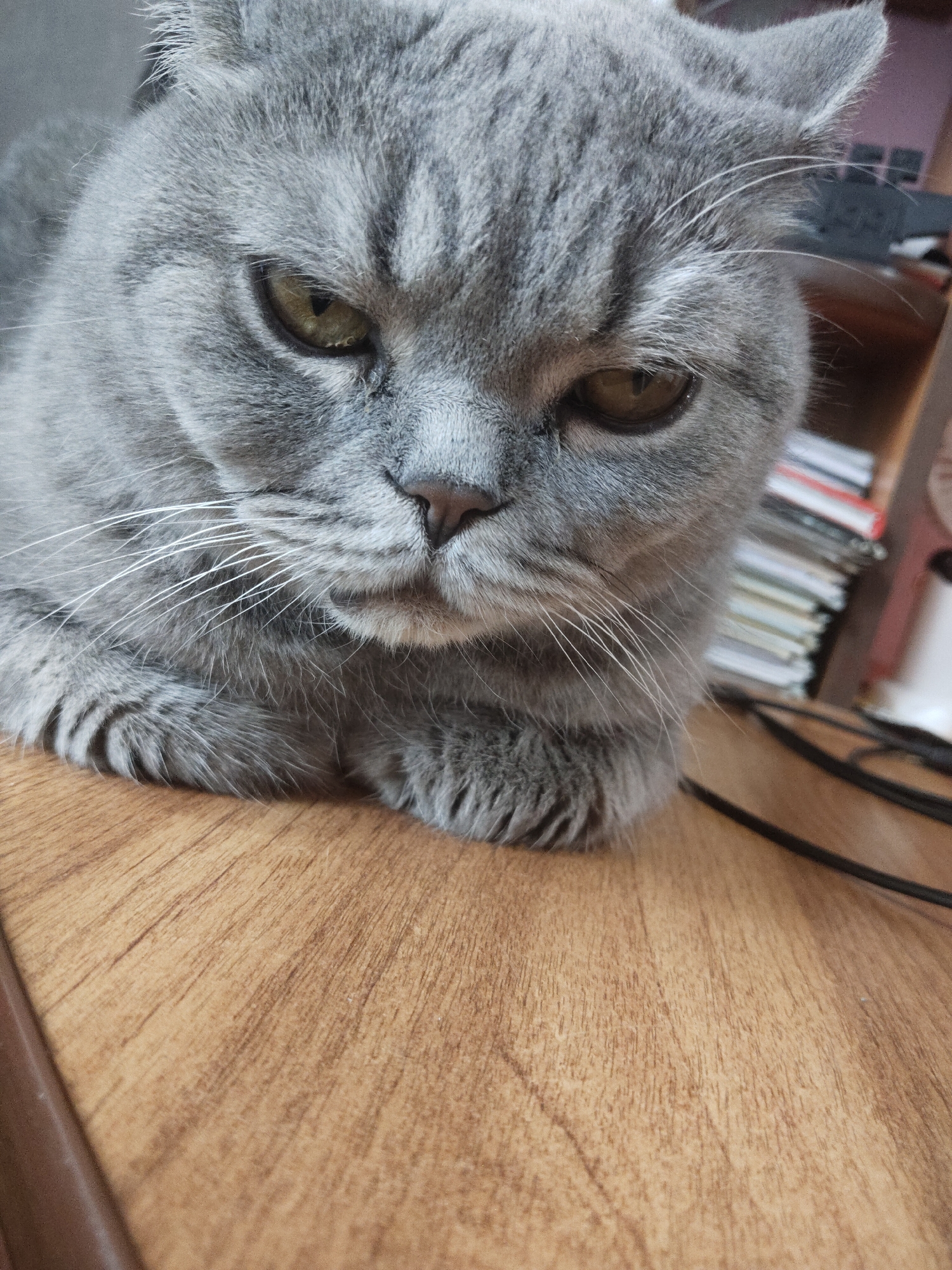 A close-up shot captures a British Shorthair cat lying on a wooden surface. The cat is predominantly gray with distinct darker gray stripes across its forehead and face. Its eyes are a striking golden-yellow, and it has white whiskers. The cat's front paws are tucked beneath its chest, and its body extends out of the frame. The wooden surface appears to be a desk or table, with a visible grain pattern. In the background, a bookshelf filled with books and some cables are slightly out of focus, suggesting an indoor environment. The lighting is somewhat dim, creating soft shadows. The image is not specific to any city or location.