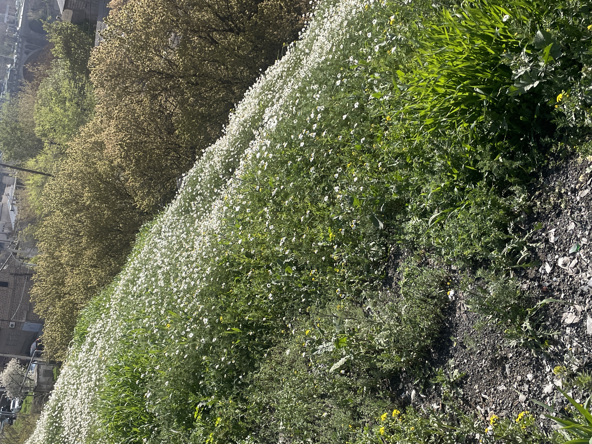 The image displays a vibrant spring landscape on a hillside, transitioning from natural flora to an urban backdrop, captured in bright daylight under clear skies.
The majority of the foreground and midground is dominated by a dense carpet of small white wildflowers covering a sloping terrain. These myriad white blossoms are interspersed with patches of lush, bright green grass and various other herbaceous plants, some of which bear small yellow flowers. Closer to the lower right, the ground shows more exposed dark soil mixed with small stones, where sparse green vegetation continues to grow.
In the background, a line of trees with light green and brownish foliage marks the transition line, suggesting they are either budding or in early bloom. Beyond these trees, an urban setting becomes visible, featuring several buildings with light-colored facades and dark roofs. Utility poles and power lines crisscross the sky above the buildings, and further down a slope to the left, a street with parked vehicles can be discerned.
The scene conveys a sense of natural abundance and freshness, likely depicting springtime conditions where wildflowers flourish next to human settlements. The sunlight casts clear illumination across the scene, indicating a bright morning or afternoon. No specific activity or human figures are present, making it a serene landscape view. There is no visible text in the image. The location is Yerevan, Armenia.