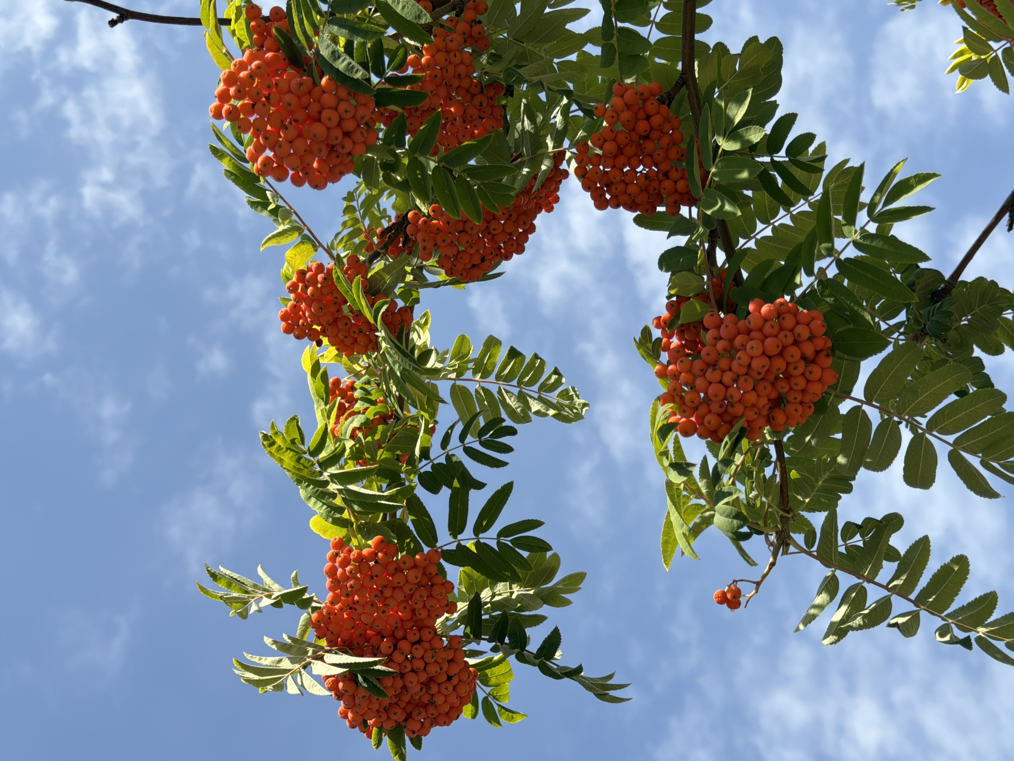 The image shows branches of a rowan tree with clusters of bright orange berries against a blue sky with scattered white clouds. The branches are covered in green leaves. There are no people or structures visible, and the scene appears to be outdoors in a natural setting. The question asks for the location in the city of Astana, Kazakhstan, however, there are no specific visual cues in the image that would allow for this determination.