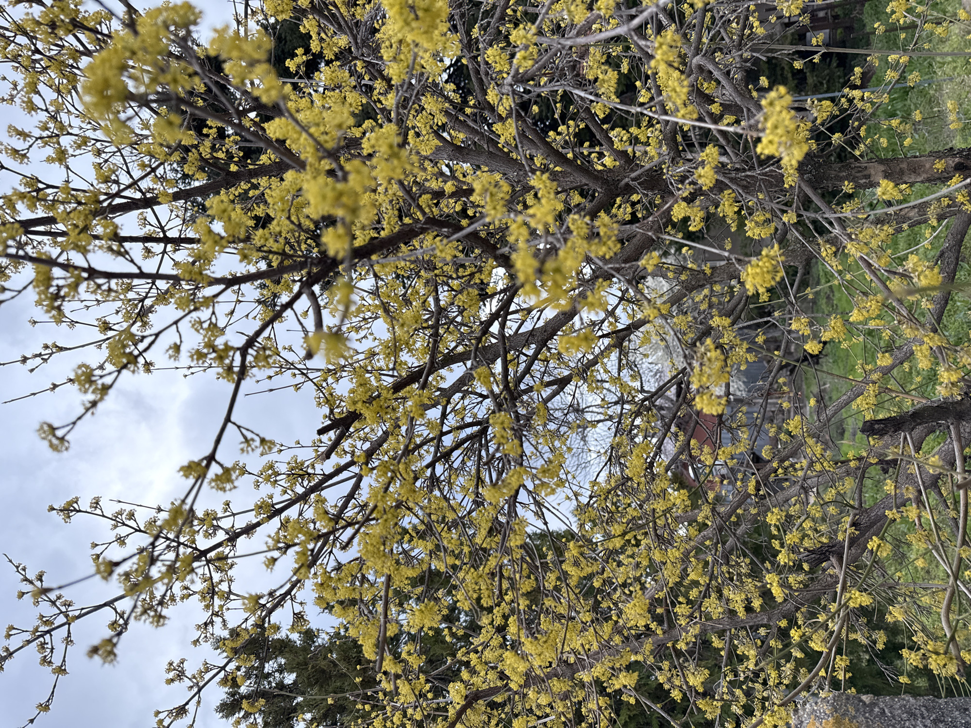 The image shows a tree in bloom, with branches covered in small, yellow flowers. The sky is visible through the branches, appearing overcast with light and dark patches. The photograph is taken from a low angle, looking up into the tree. Parts of buildings and greenery can be seen in the background, suggesting a residential area. The tree appears to be located outdoors, likely in a garden, park, or street. The location is speculated to be Kubratovo, Bulgaria.