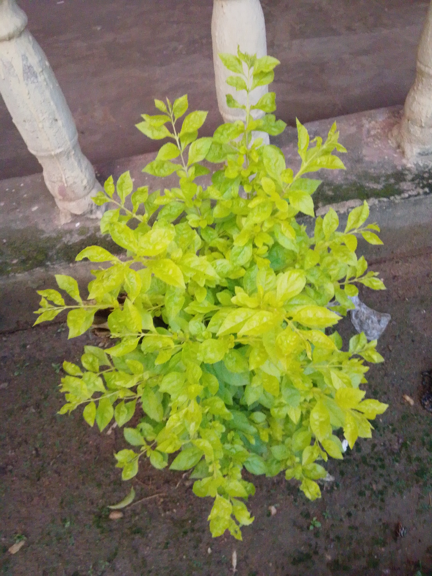 A close-up, high-angle shot shows a vibrant green bush with light-colored, rough-textured pillars in the background. The bush is densely packed with ovate leaves, some of which appear wet. The ground surrounding the bush is dark and appears to be soil with scattered debris. The pillars, weathered and roughly cylindrical, are positioned to the left and right of the bush, suggesting they might be architectural elements or supports. The overall scene is outdoors, with natural lighting. The location in Serti, Nigeria, is not visually discernible from the image itself.