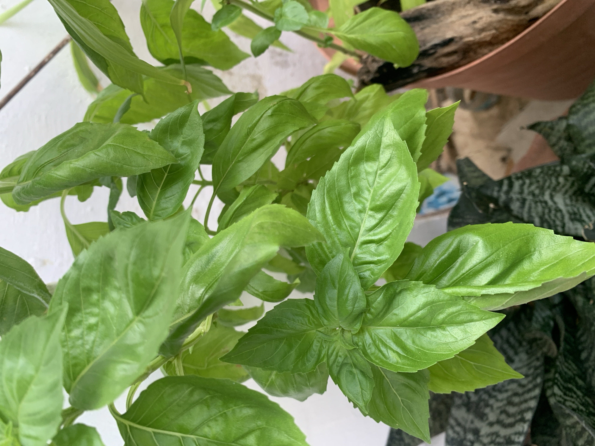 This close-up, high-angle shot features a vibrant green plant, most likely basil, with numerous lush leaves dominating the foreground and center of the frame. The leaves are a consistent, healthy shade of green, with some exhibiting slight ripples or folds. In the lower right and background, a second plant with distinctive dark green and lighter patterned leaves, resembling a snake plant (Sansevieria trifasciata), is partially visible. A terracotta-colored plant pot can be seen in the upper right, containing a piece of natural wood or bark. The setting appears to be outdoors or in a brightly lit indoor space, possibly a patio or balcony in Santa Ana, Venezuela, indicated by the clear, natural daylight illuminating the scene. A white surface, possibly a wall or floor, is visible in the background on the left. There is no discernible activity or event taking place, and no text is visible.